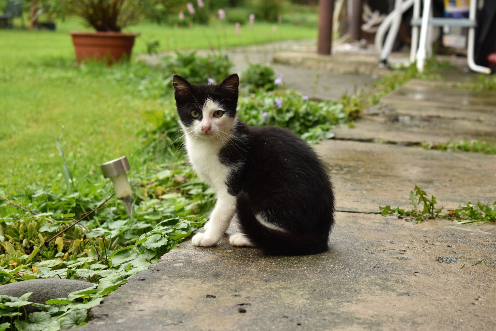 Nikon D3400 sample photo. Cat, tomcat, animal photography