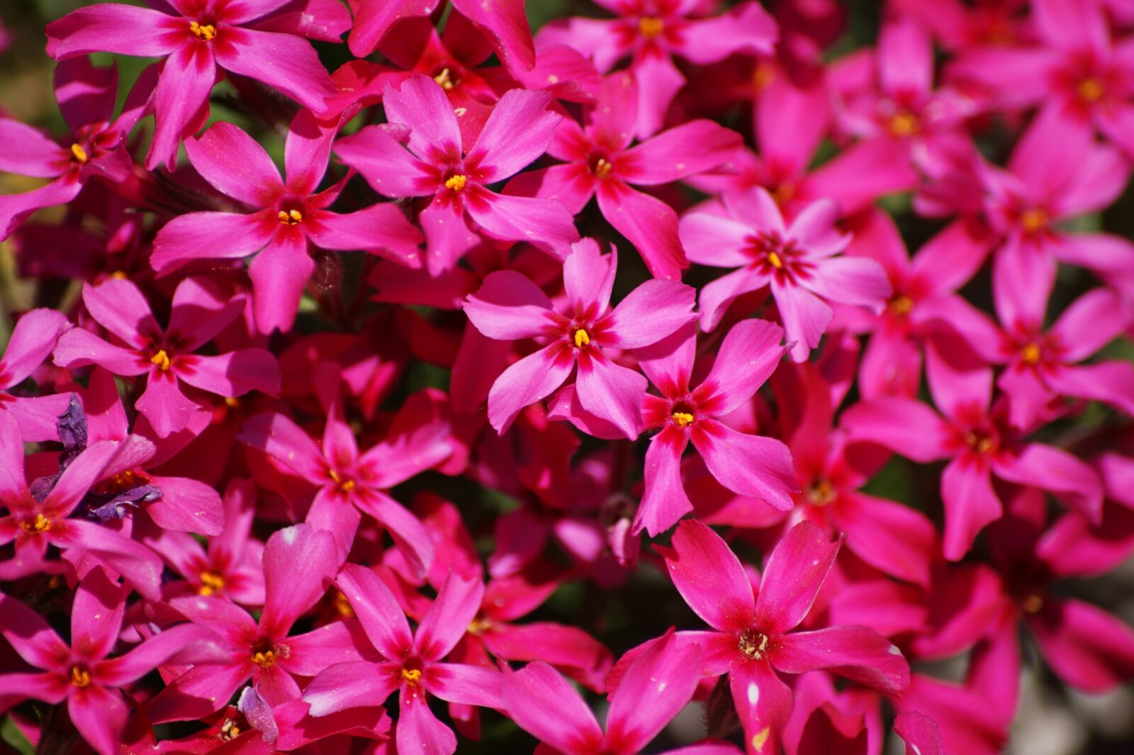 Sony Alpha DSLR-A350 sample photo. Phlox, pink, flowers photography