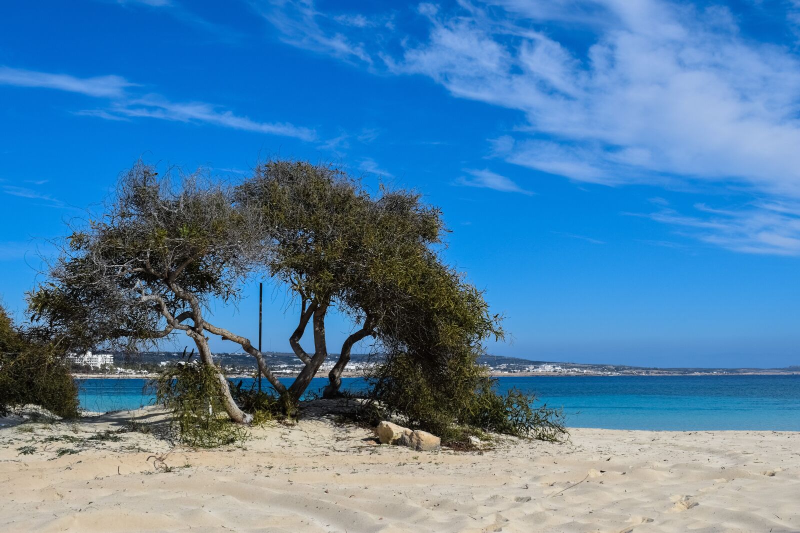 Nikon D3300 sample photo. Tree, beach, sand photography