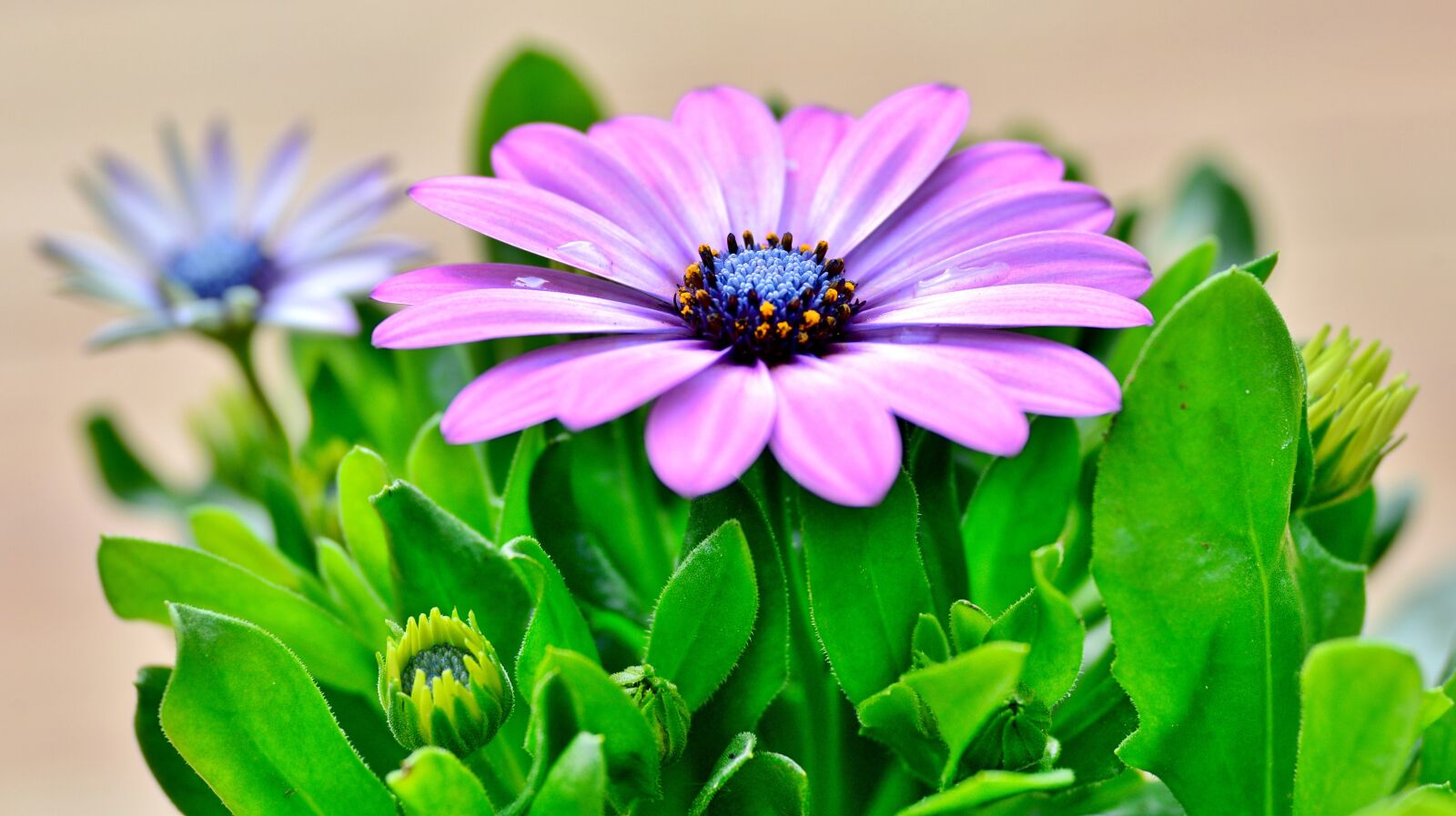Nikon D600 sample photo. Flower, nature, pink photography