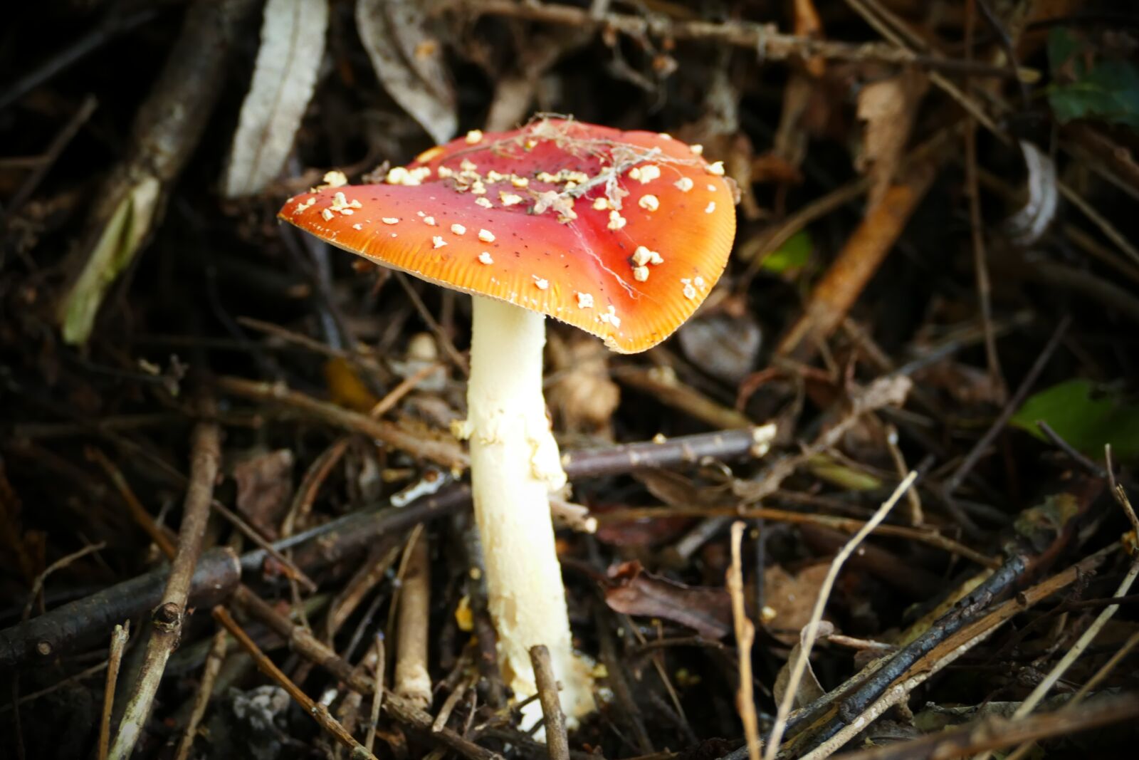 Panasonic Lumix DMC-FZ1000 sample photo. Mushroom, nature, autumn photography