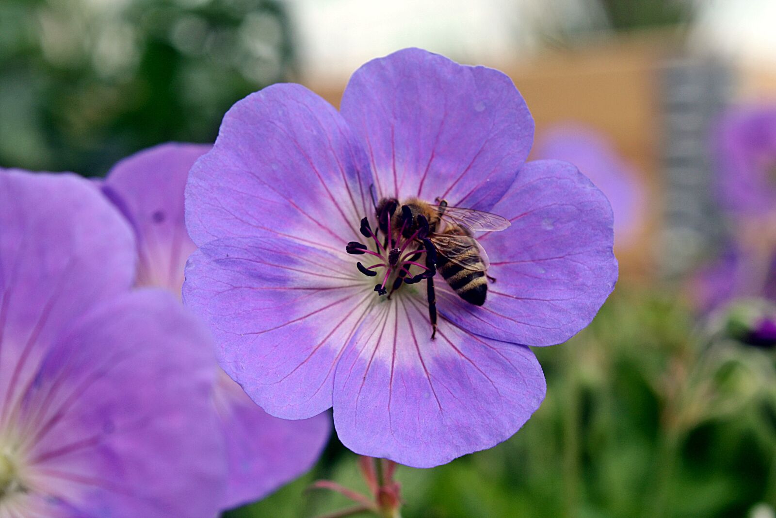 Canon EOS 1000D (EOS Digital Rebel XS / EOS Kiss F) sample photo. Cranesbill, geranium, walk in photography