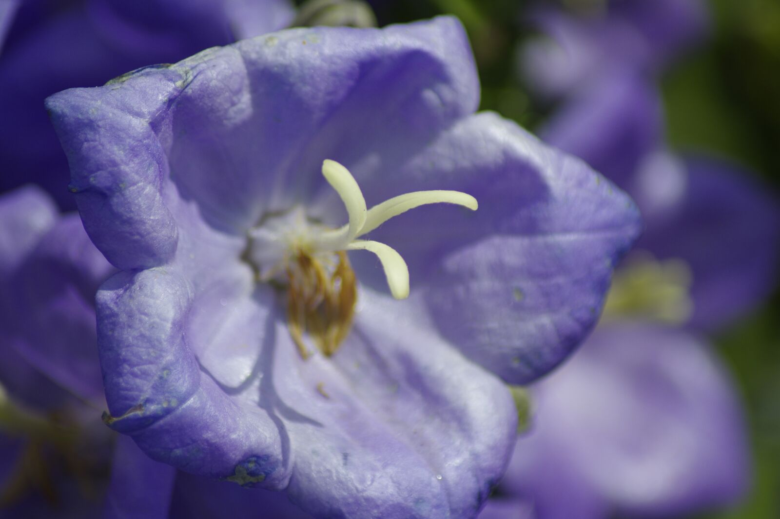 Pentax K-3 sample photo. Violet, purple flower, nature photography