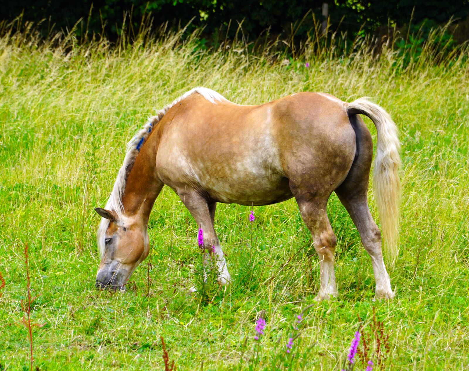 Sony E PZ 18-105mm F4 G OSS sample photo. Horse, meadow, animal photography