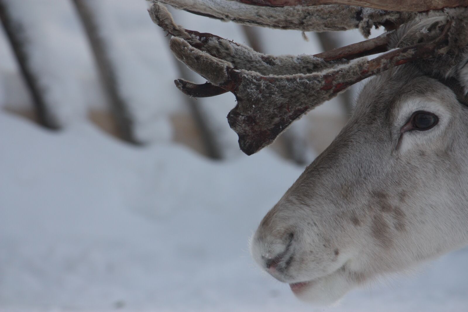 Canon EOS 450D (EOS Rebel XSi / EOS Kiss X2) sample photo. Reindeer, fauna, animal photography