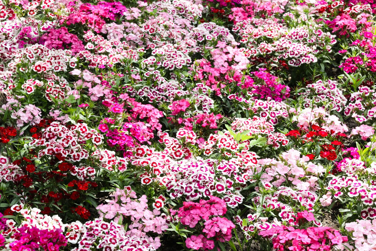 Canon EOS 70D sample photo. Flowers, blossom, bloom photography