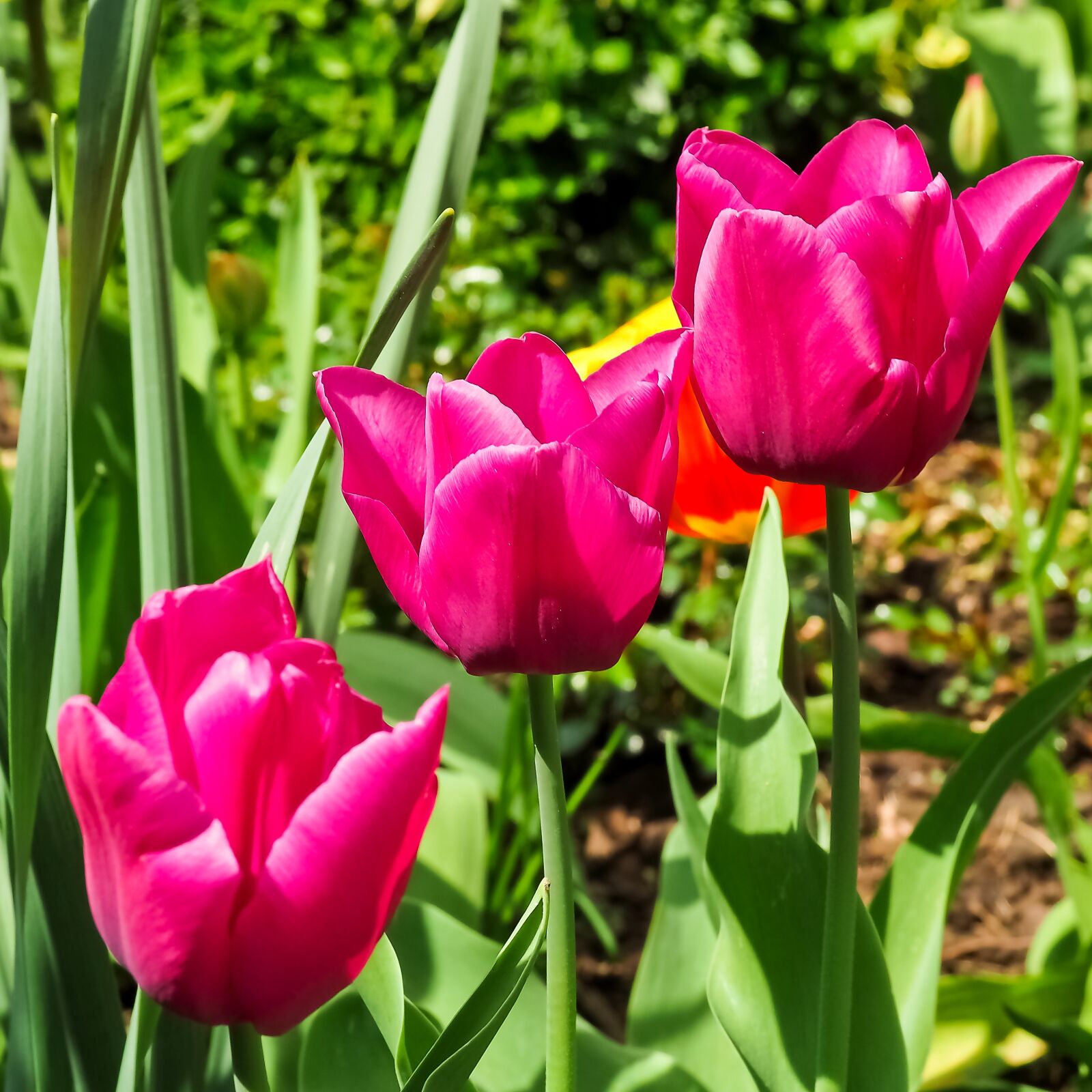 Olympus OM-D E-M10 sample photo. Tulips, flower, nature photography