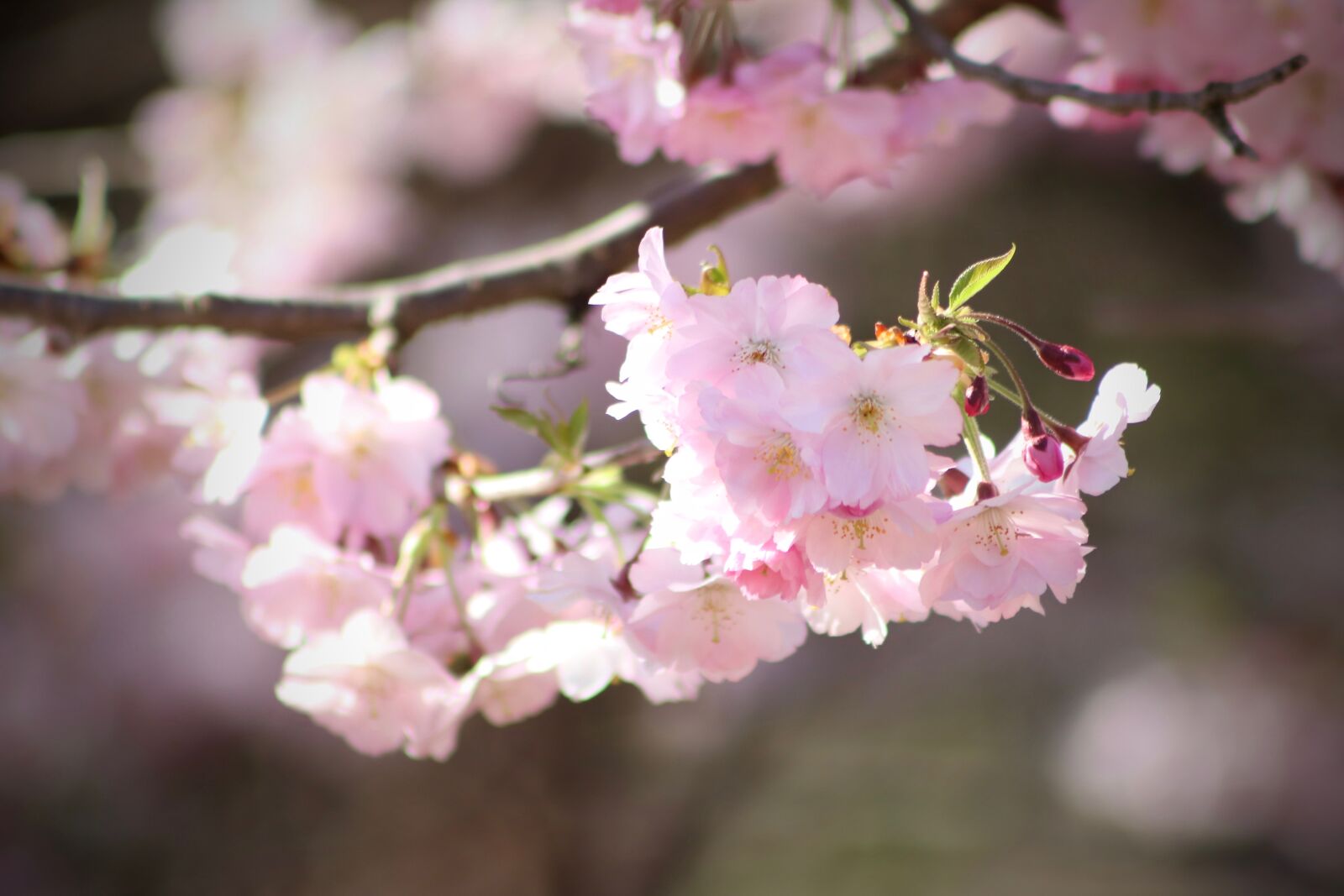Canon EOS 800D (EOS Rebel T7i / EOS Kiss X9i) sample photo. Flowers, cherry blossom, pink photography