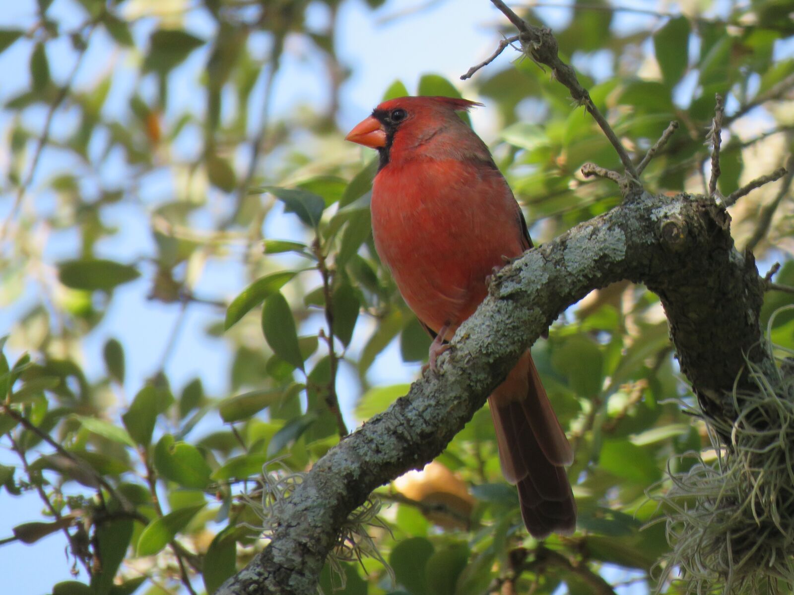 Canon PowerShot SX60 HS sample photo. Cardinal, red bird, tree photography