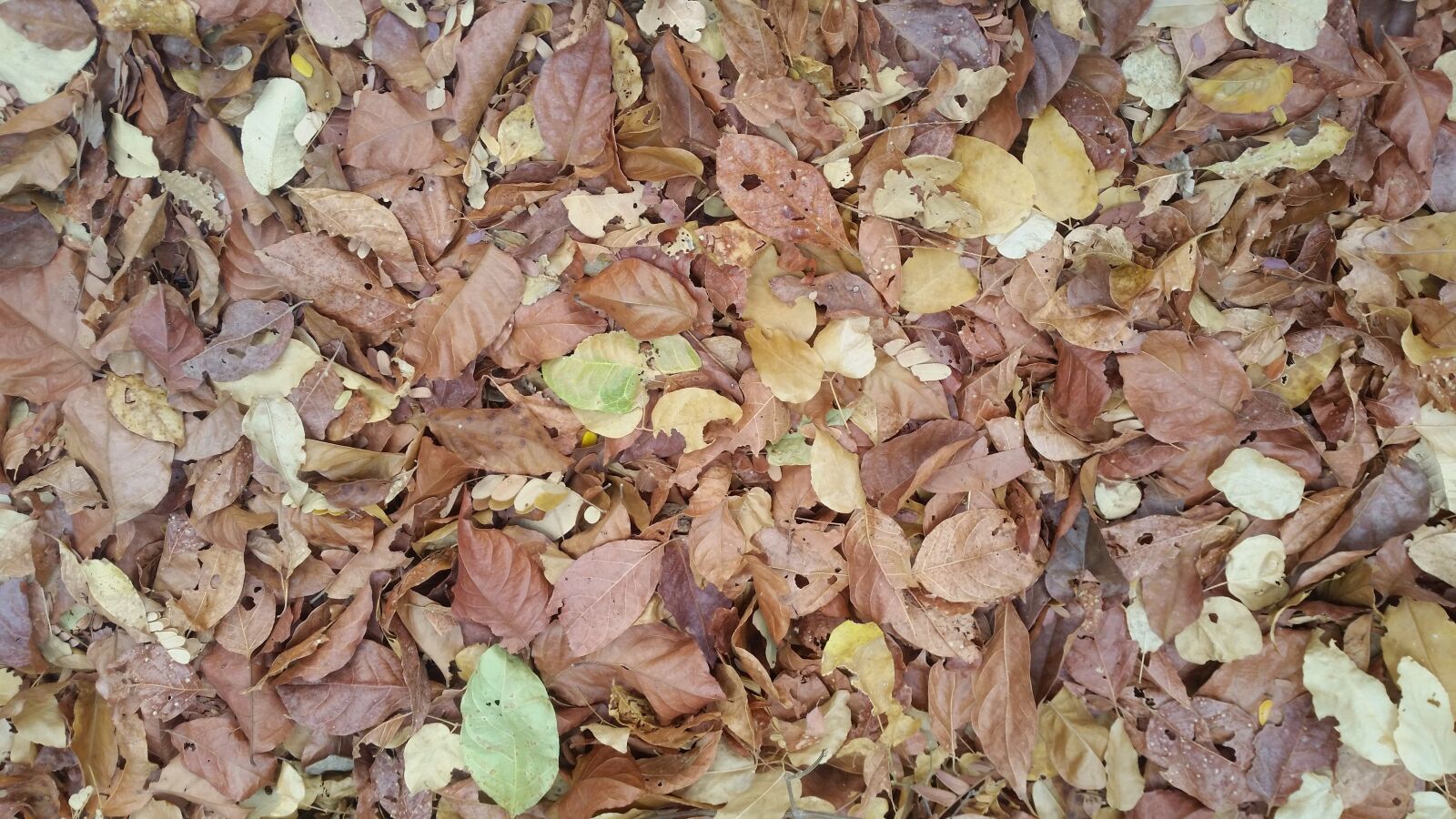 Samsung Galaxy S5 sample photo. Leaves, serrated, nature photography