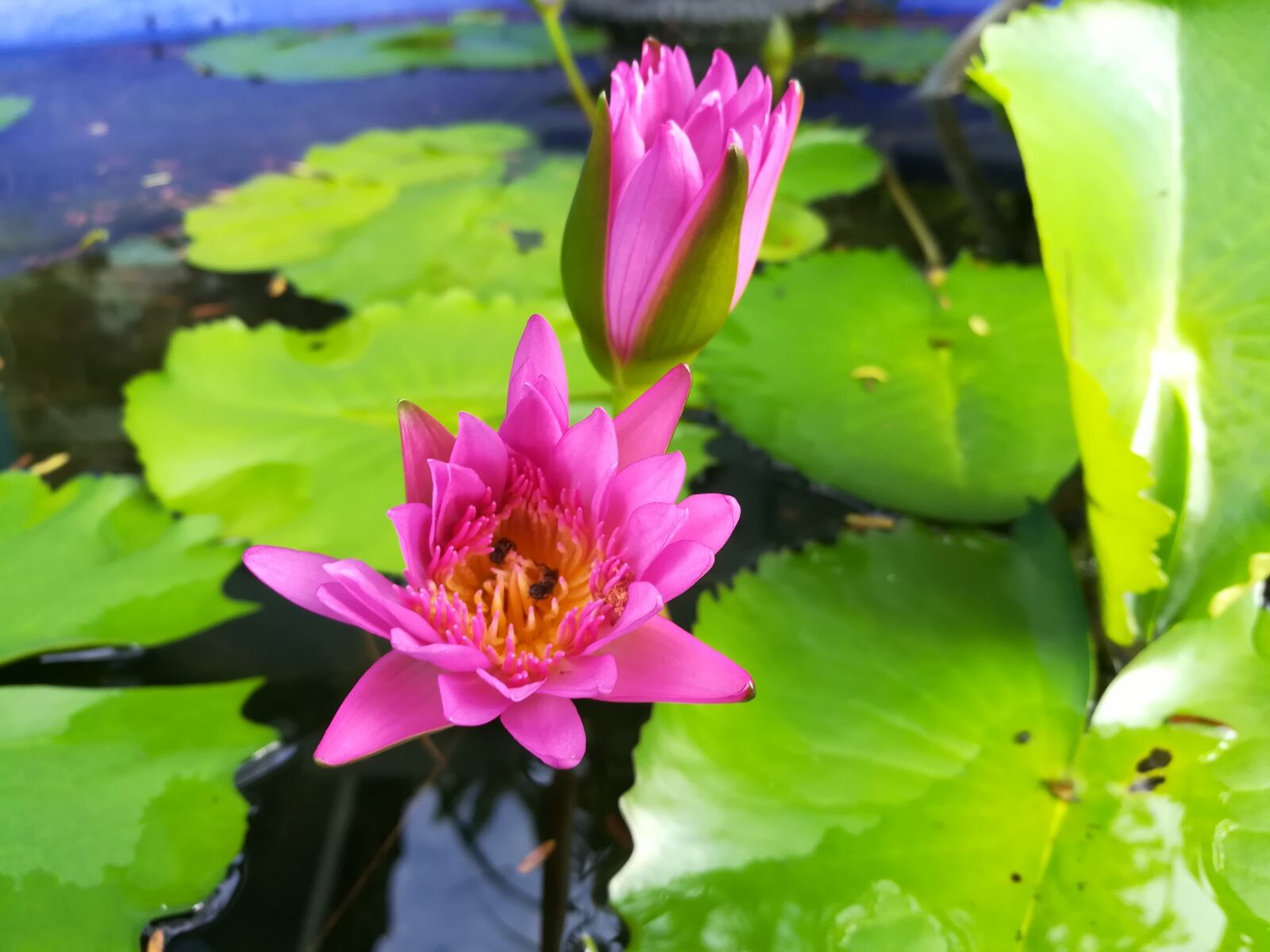 HUAWEI GR5 2017 sample photo. Flowers, lotus, pink photography