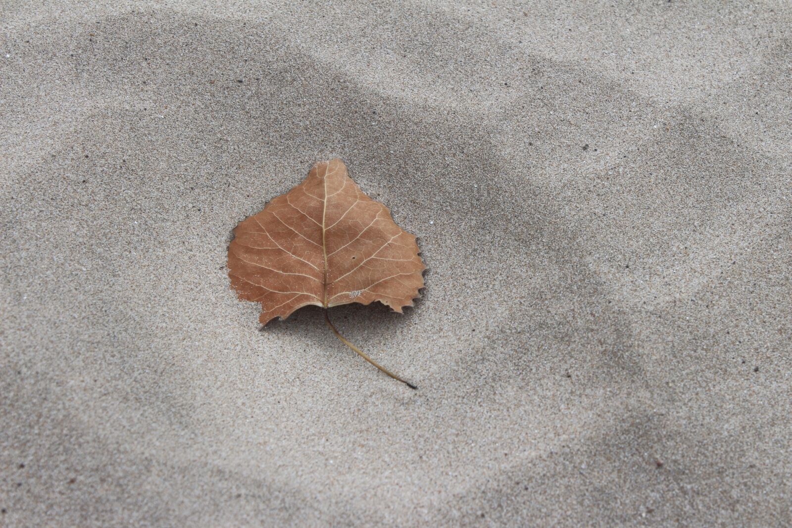 Canon EOS 650D (EOS Rebel T4i / EOS Kiss X6i) sample photo. Fall, leaf, sand photography