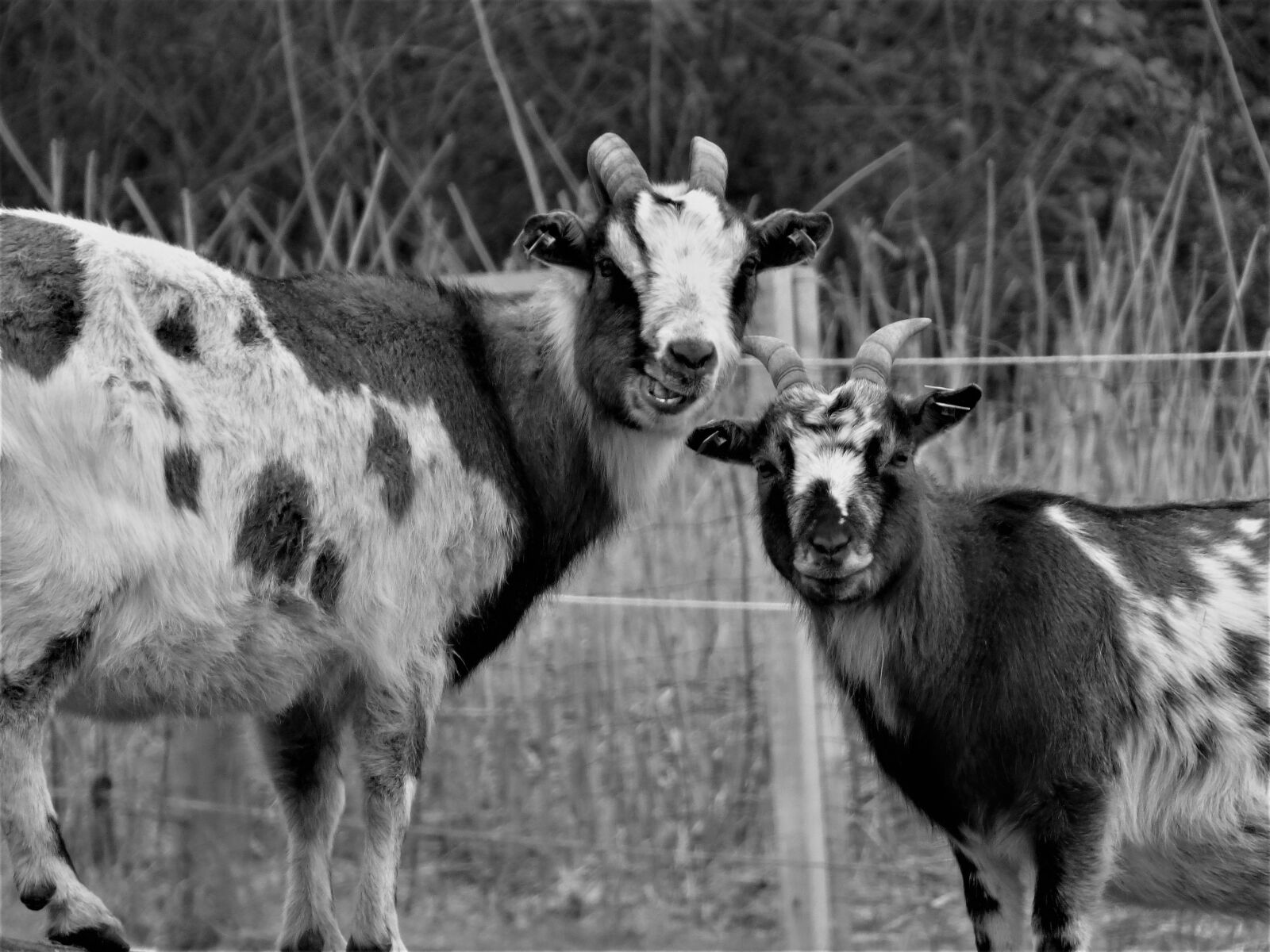 Panasonic DMC-FZ72 sample photo. Goats, goat buck, billy photography