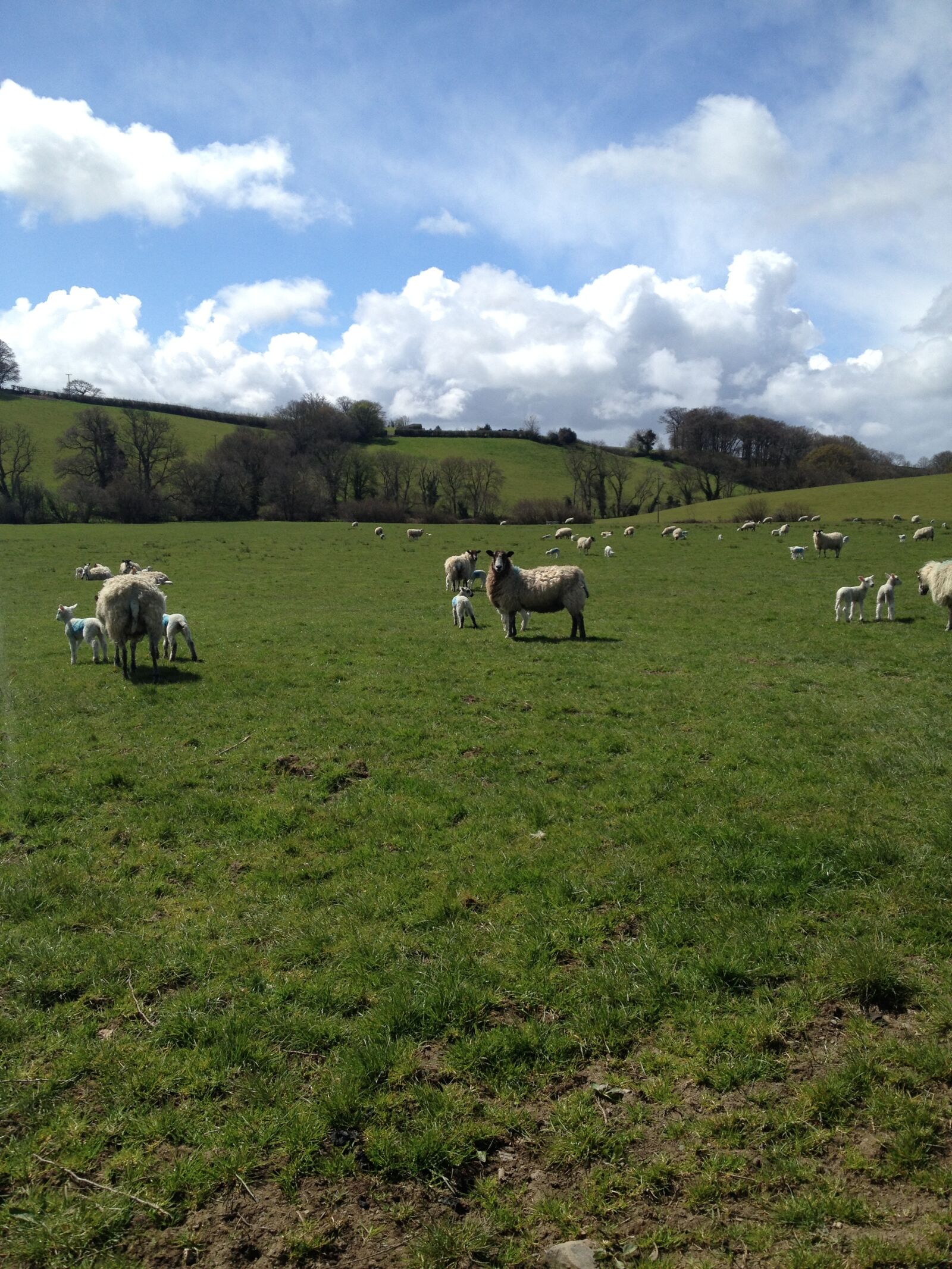 iPhone 4S back camera 4.28mm f/2.4 sample photo. Sheep, devon, sunshine photography