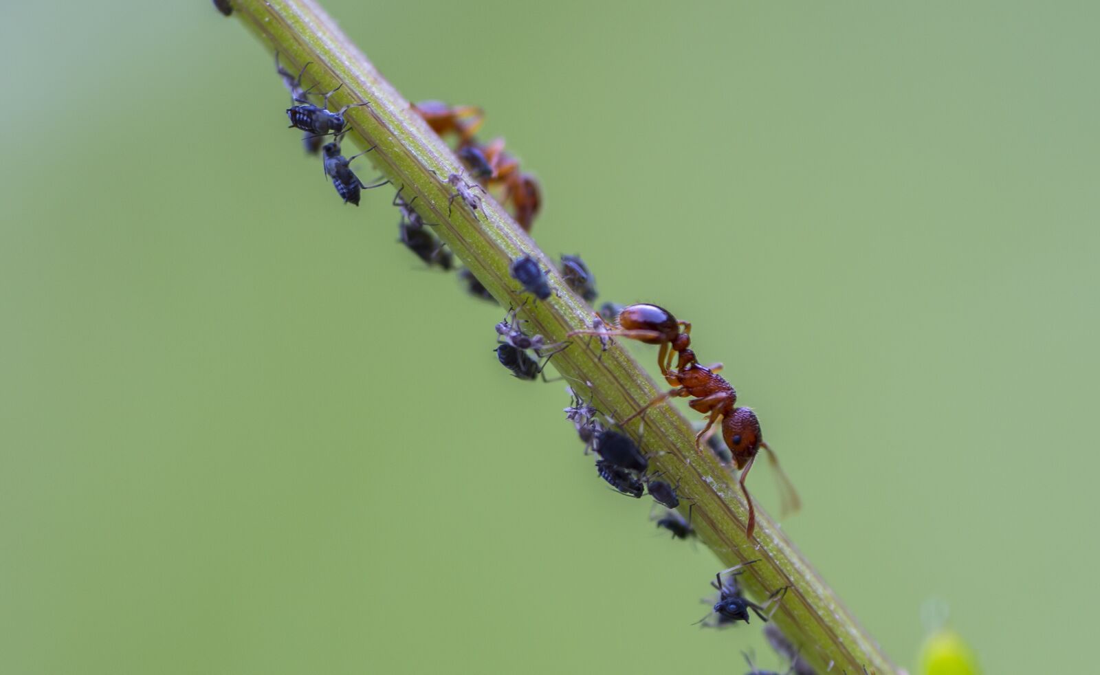 Tamron SP AF 60mm F2 Di II LD IF Macro sample photo. Ant, red ant, louse photography