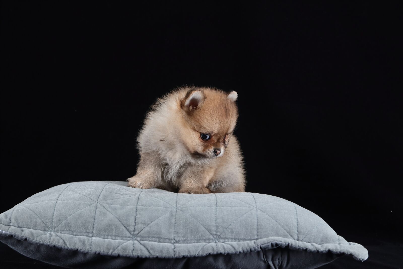Canon EF 16-35mm F2.8L II USM sample photo. Pomeranian, dog, brown photography