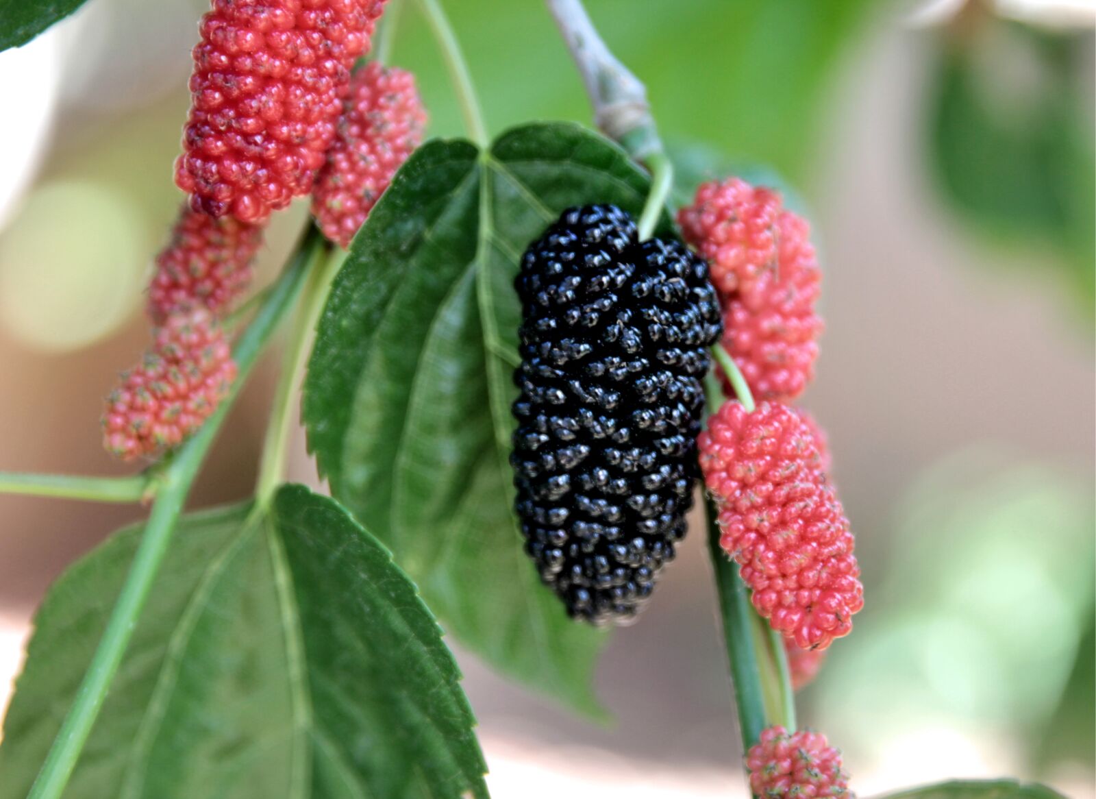 Canon EOS 550D (EOS Rebel T2i / EOS Kiss X4) sample photo. Mulberry, fruit, food photography