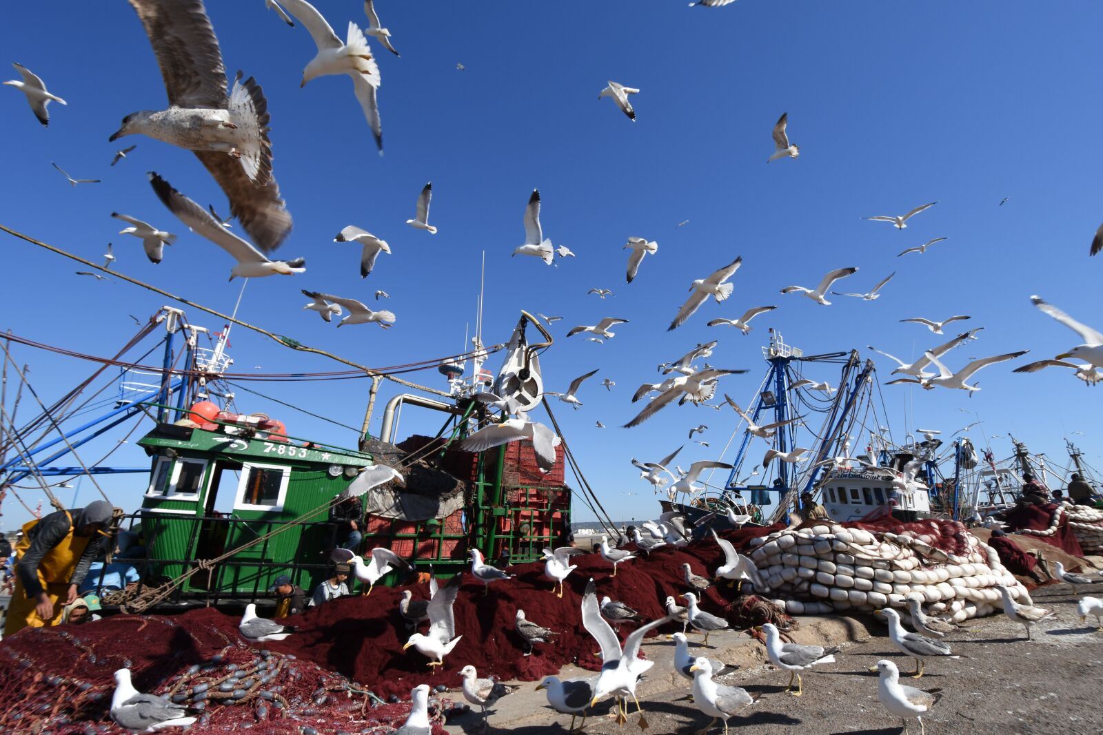 Nikon D7200 sample photo. Sky, gulls, sea birds photography
