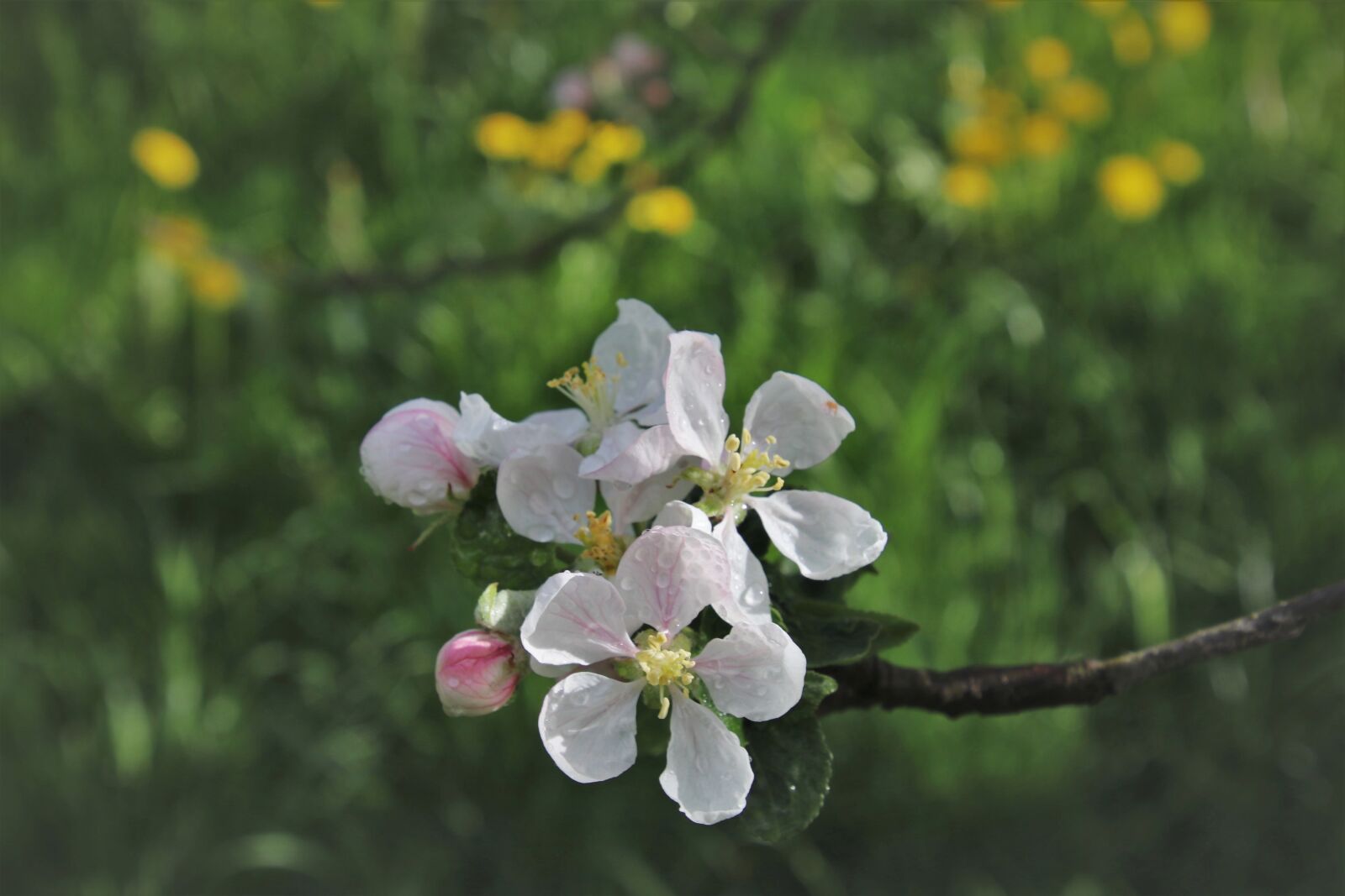 Canon EOS 80D sample photo. Sprig, wet, branch photography