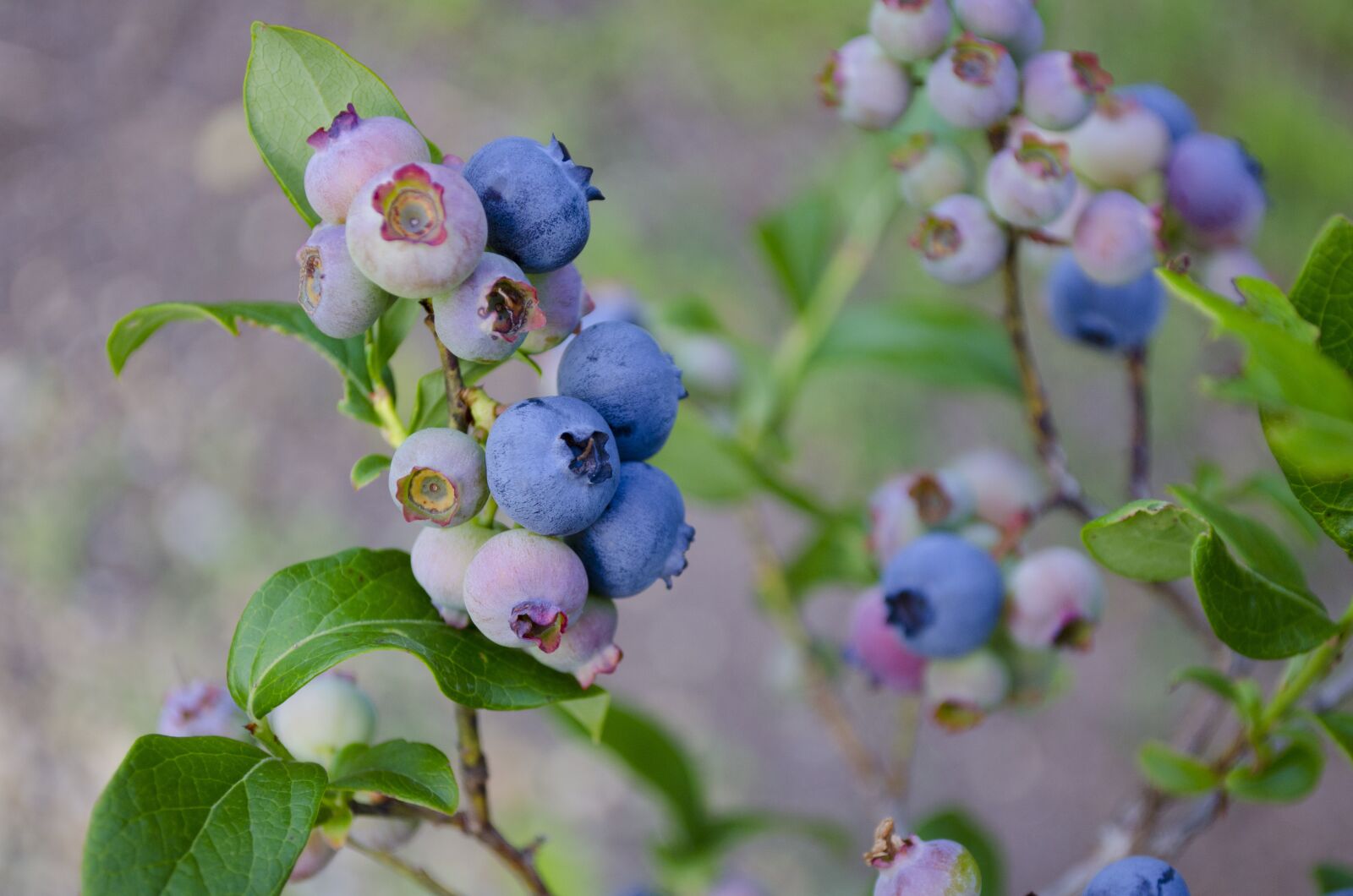 Nikon D5100 sample photo. Blueberries, blueberry bush, blueberry photography