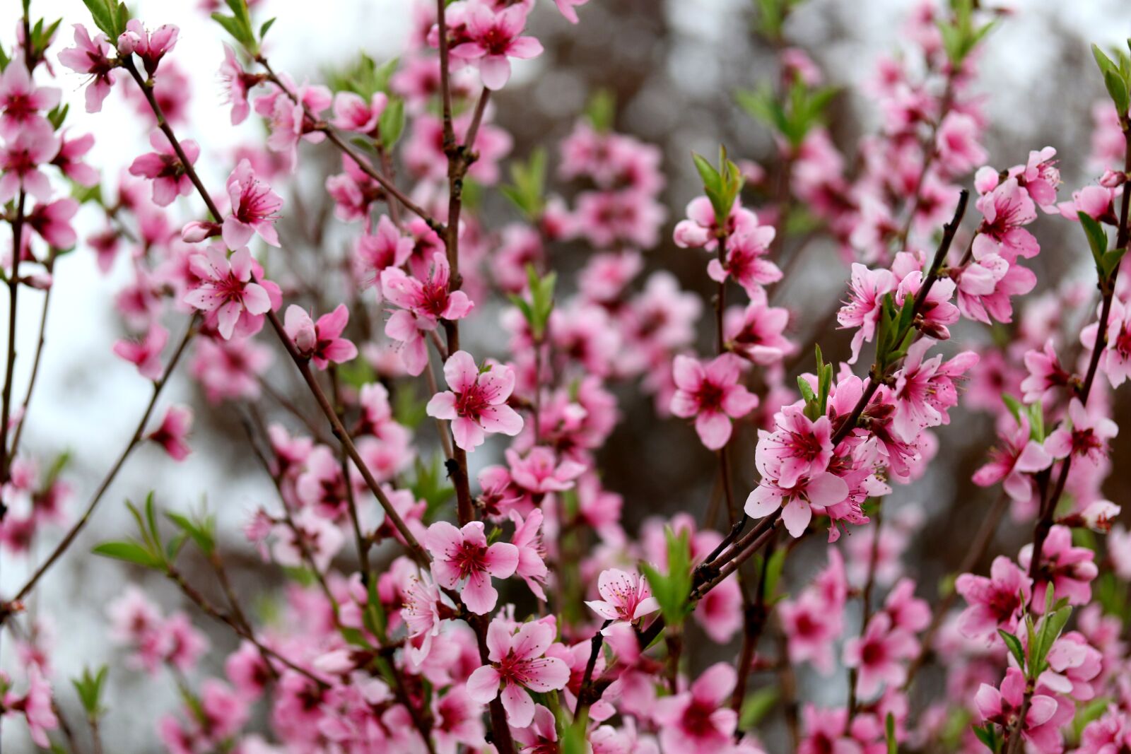 Canon EF-S 60mm F2.8 Macro USM sample photo. Flowers, pink, casey photography