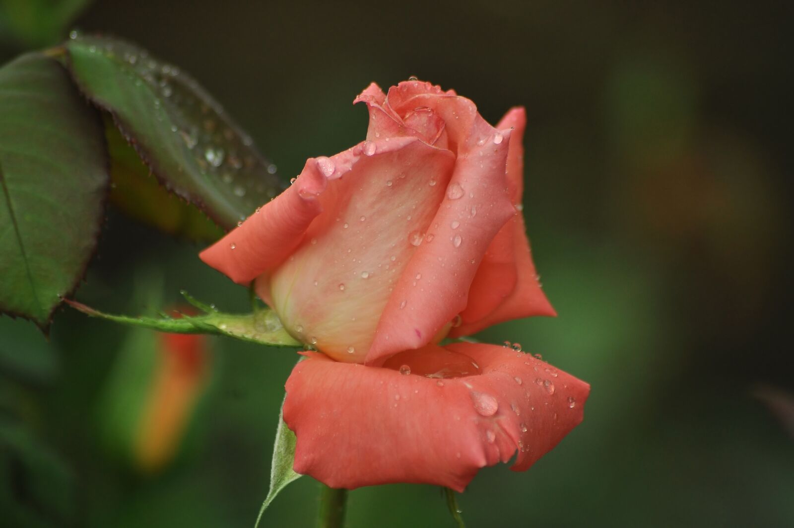 Nikon D90 sample photo. Tenderness, freshness, rosa photography
