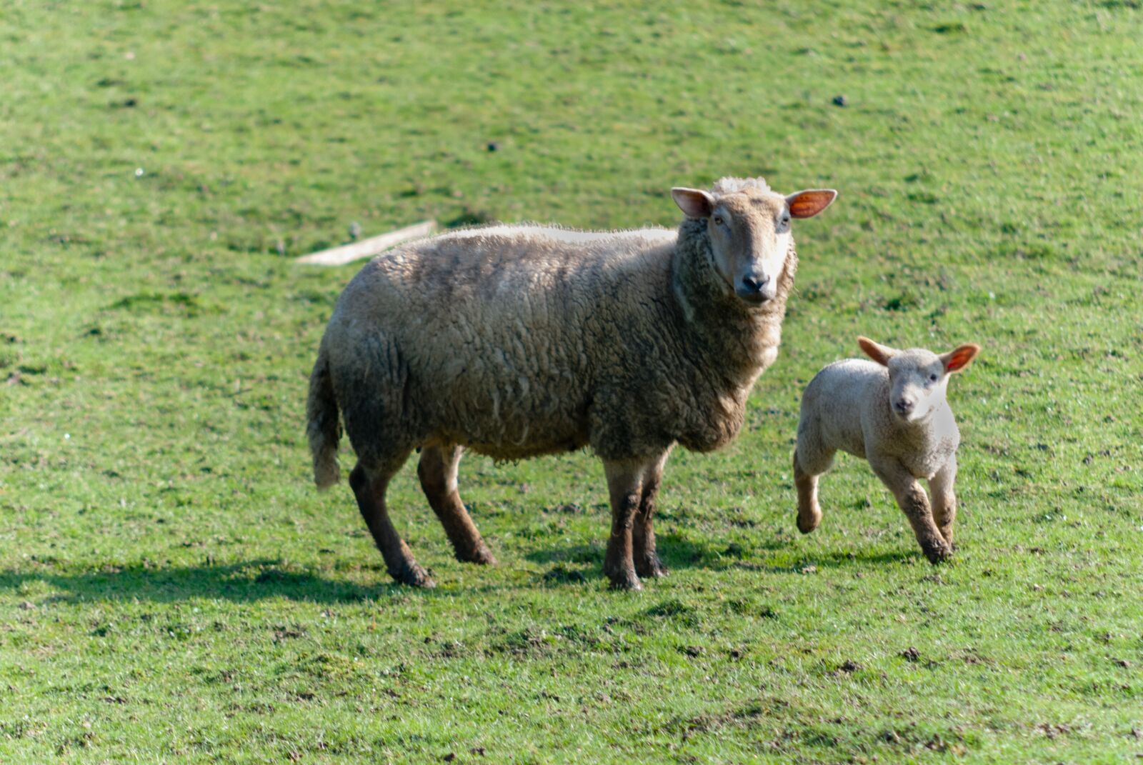 Nikon D80 sample photo. Sheep, livestock, prairie photography