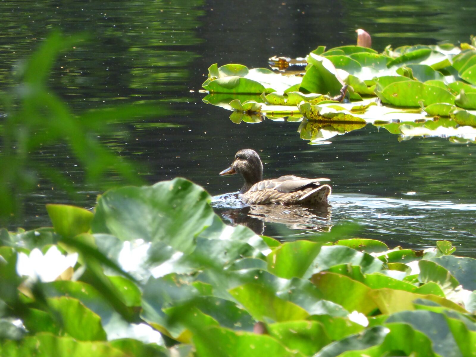 Panasonic DMC-FZ72 sample photo. Duck, pond, lake photography