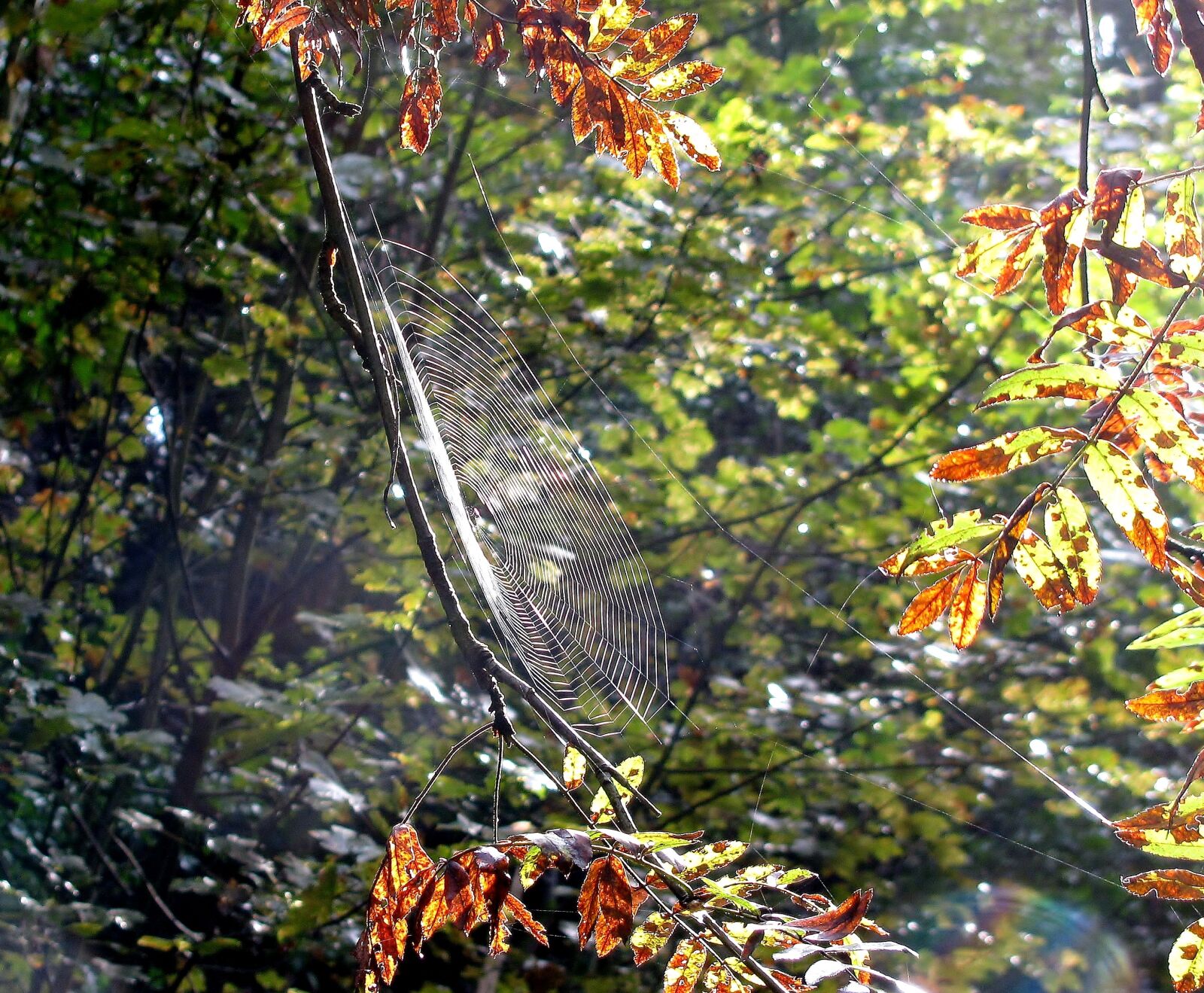 Canon PowerShot SX110 IS sample photo. Leaf, autumn, nature photography