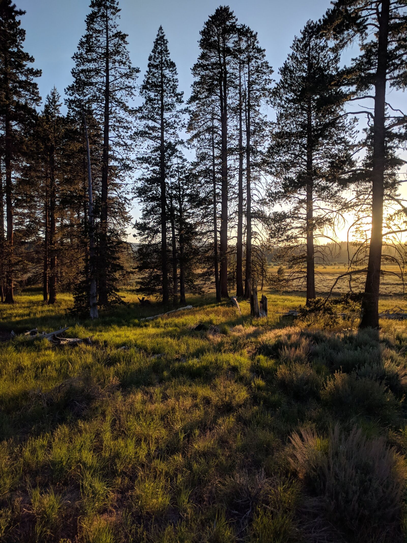 Google Nexus 6P sample photo. Pines, trees, forest photography
