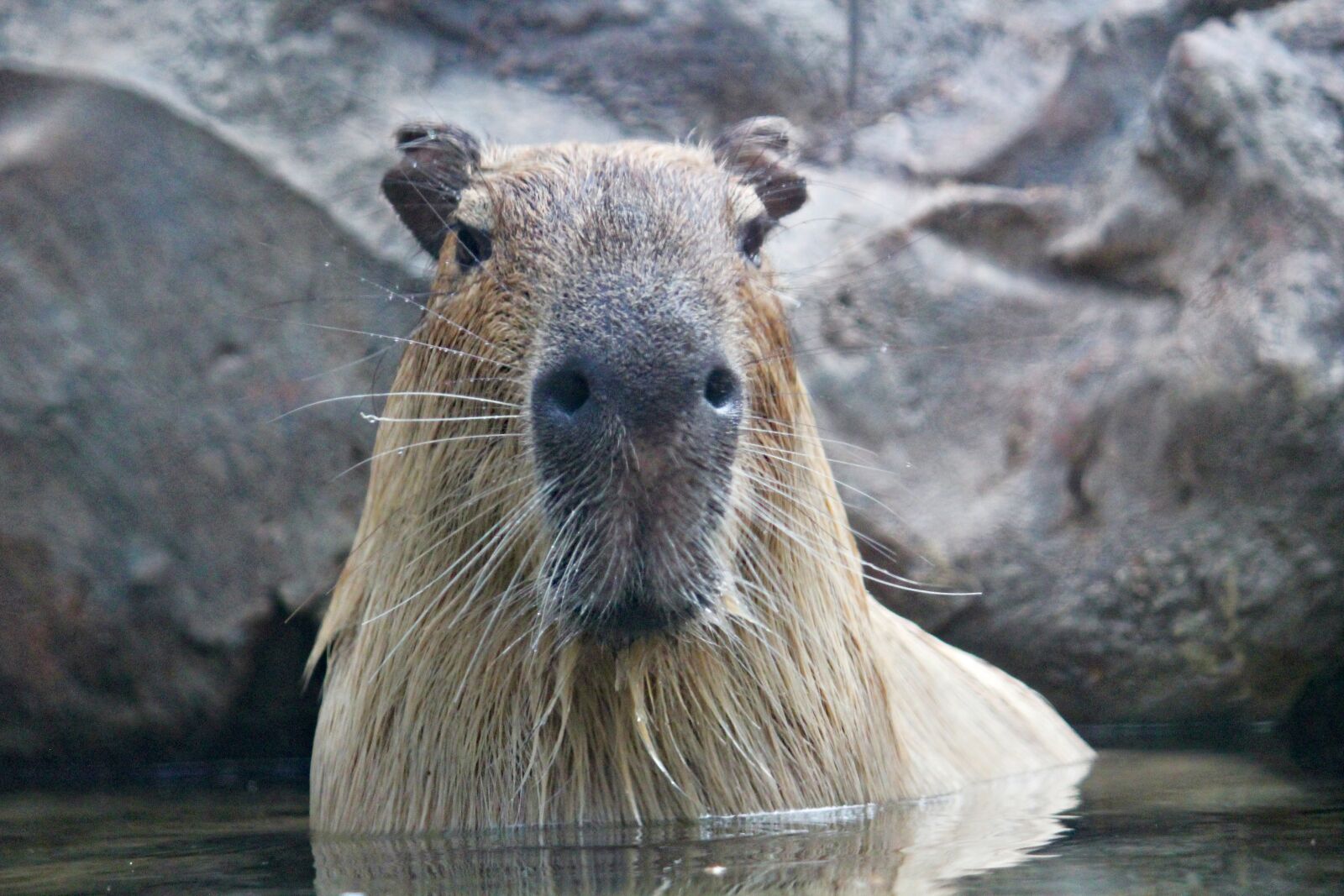 Canon EOS 550D (EOS Rebel T2i / EOS Kiss X4) sample photo. Capybara, rodent, animal photography