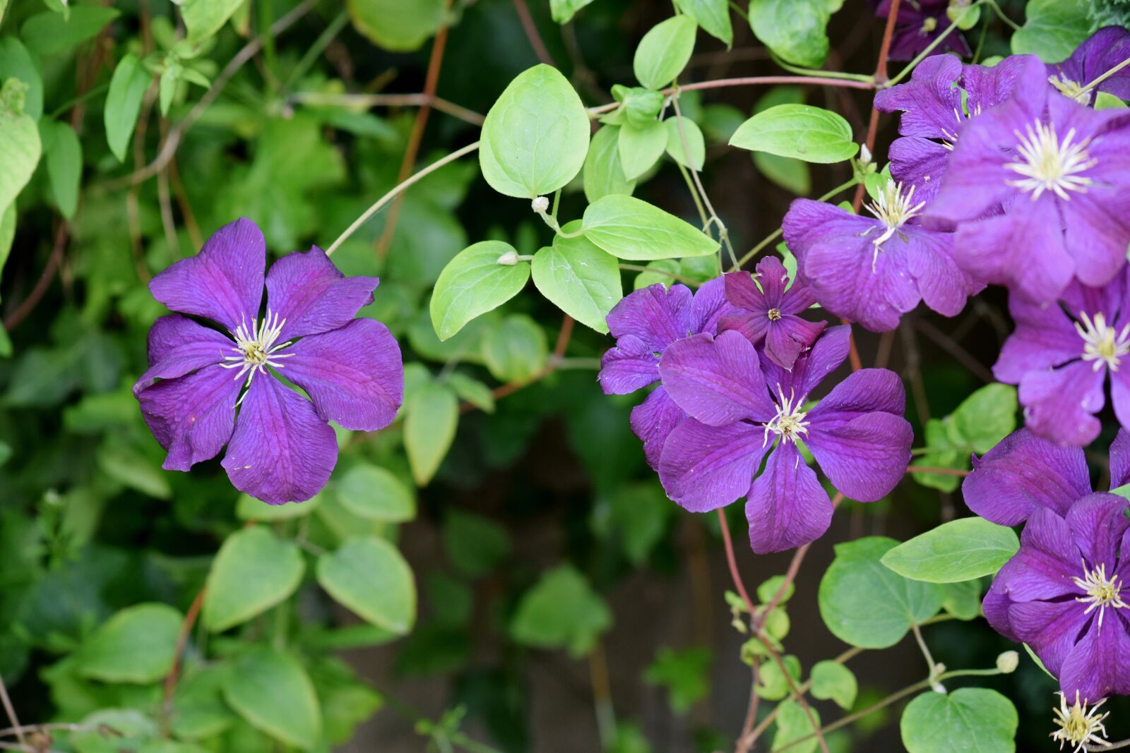 Nikon D3300 sample photo. Flower, purple, garden photography