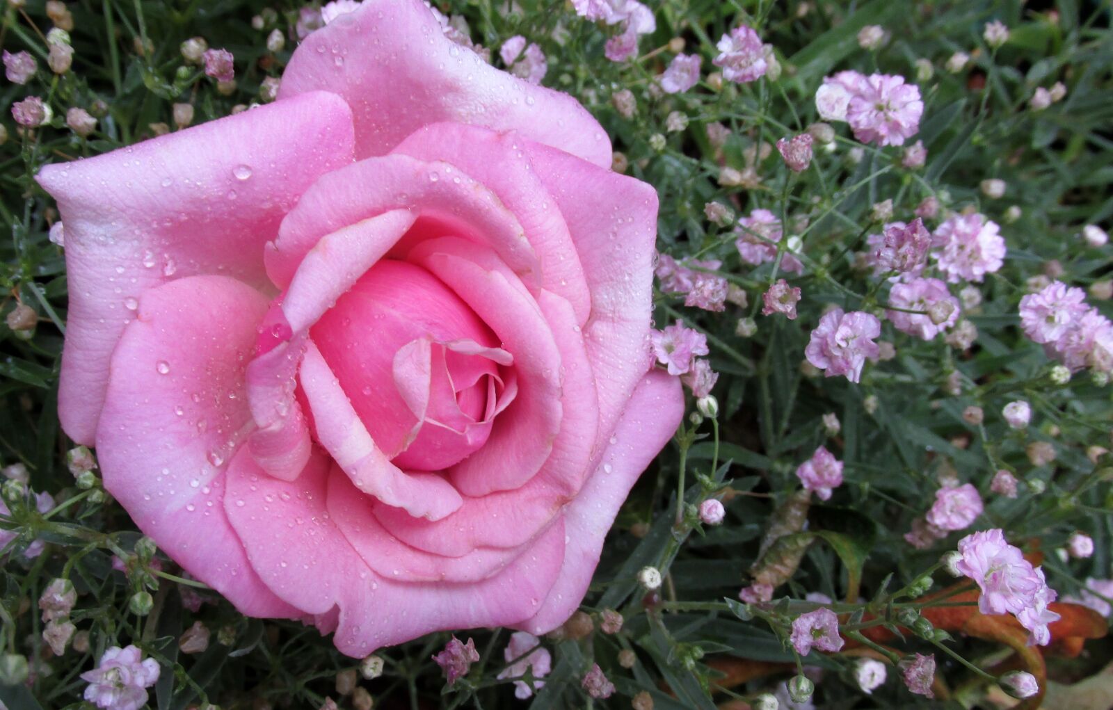 Canon PowerShot SX170 IS sample photo. Flower, pink, rose photography