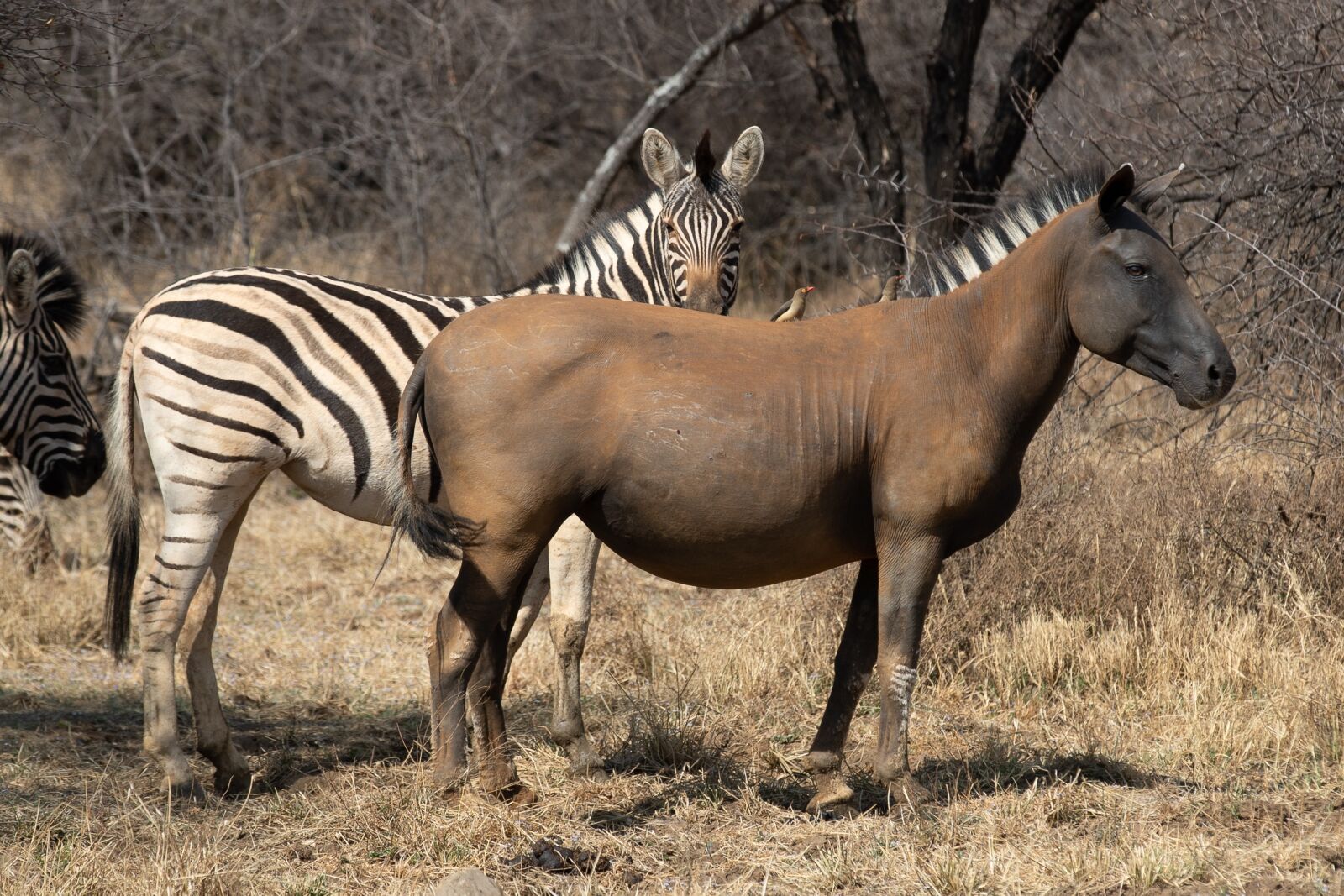 Canon EOS-1D X Mark II sample photo. Zebra, animal, south africa photography