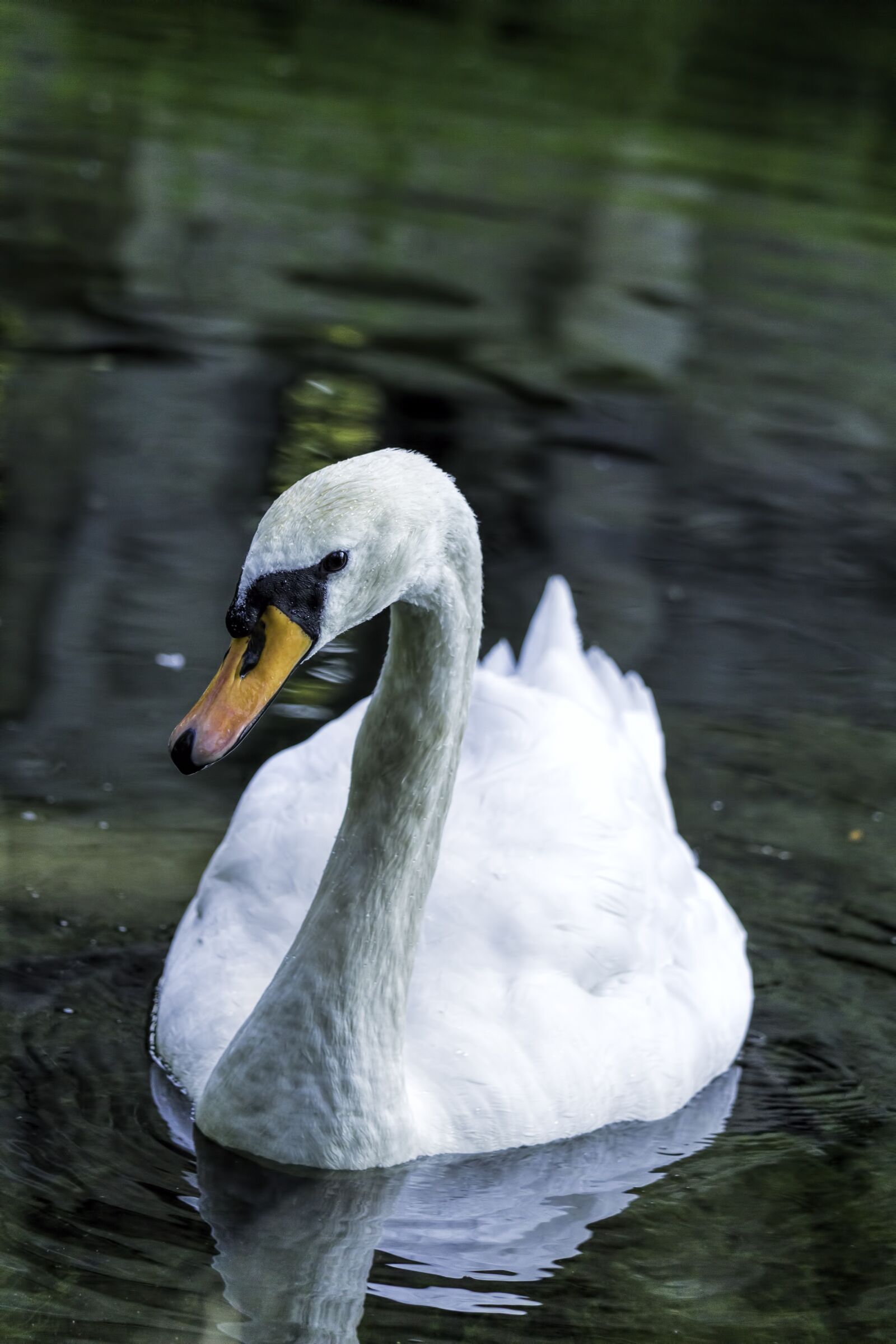 Canon EF-S 55-250mm F4-5.6 IS STM sample photo. Swan, bird, swans photography