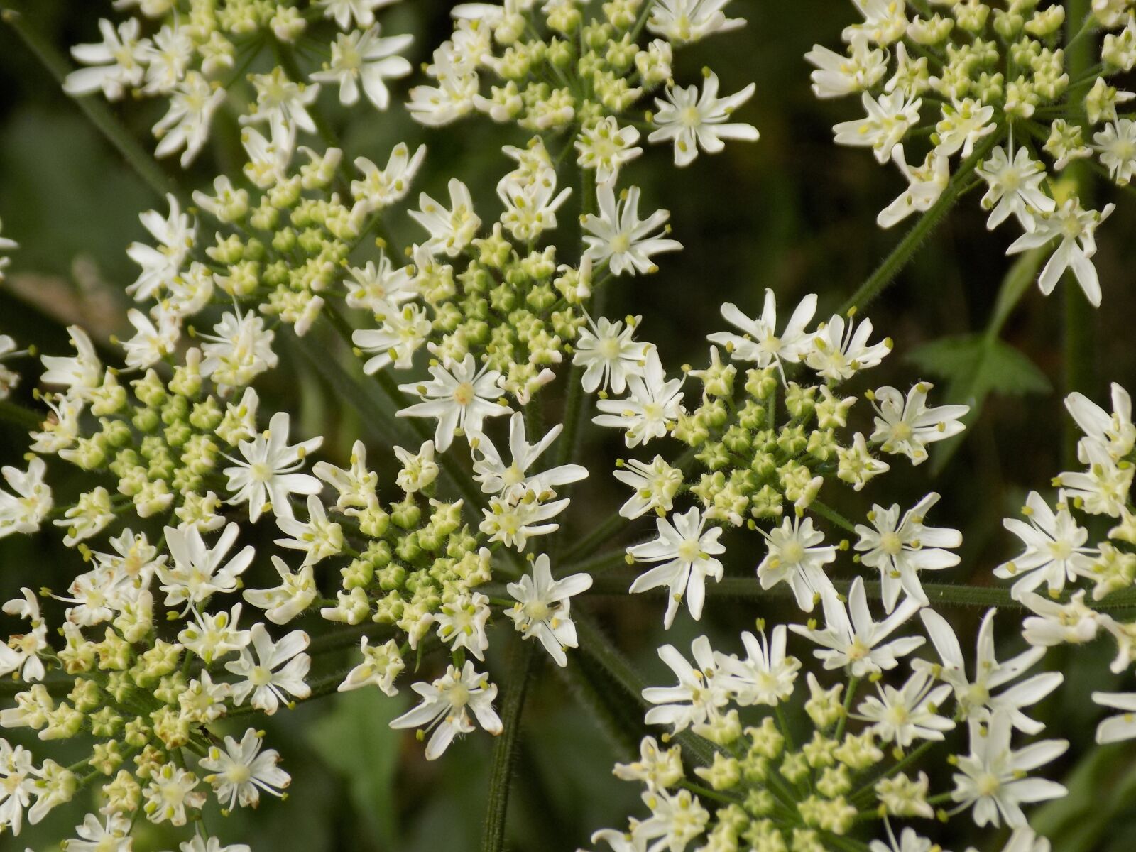 Nikon COOLPIX L340 sample photo. Giersch, umbelliferae, medicinal plant photography
