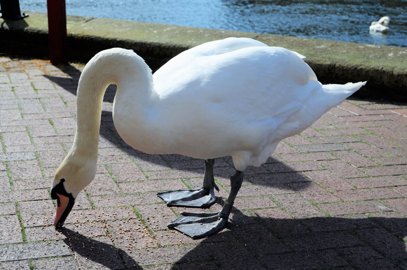 Nikon D5100 sample photo. Swan, river, water photography