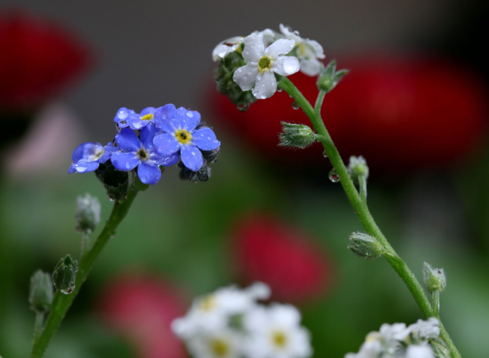 Canon EF-S 60mm F2.8 Macro USM sample photo. Forget-me-not, flower, blue photography