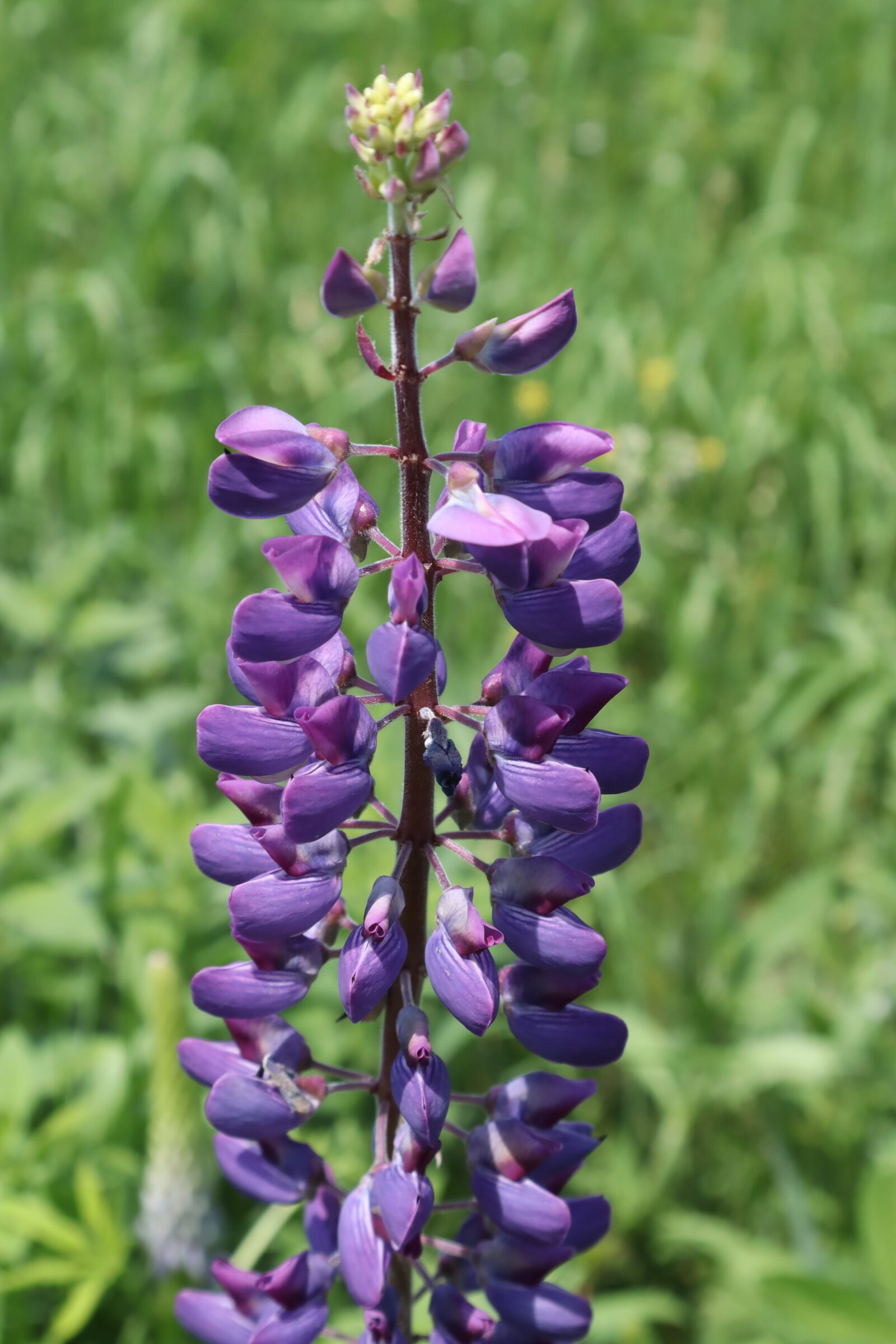 Canon EOS M50 (EOS Kiss M) sample photo. Lupine, flower, bloom photography