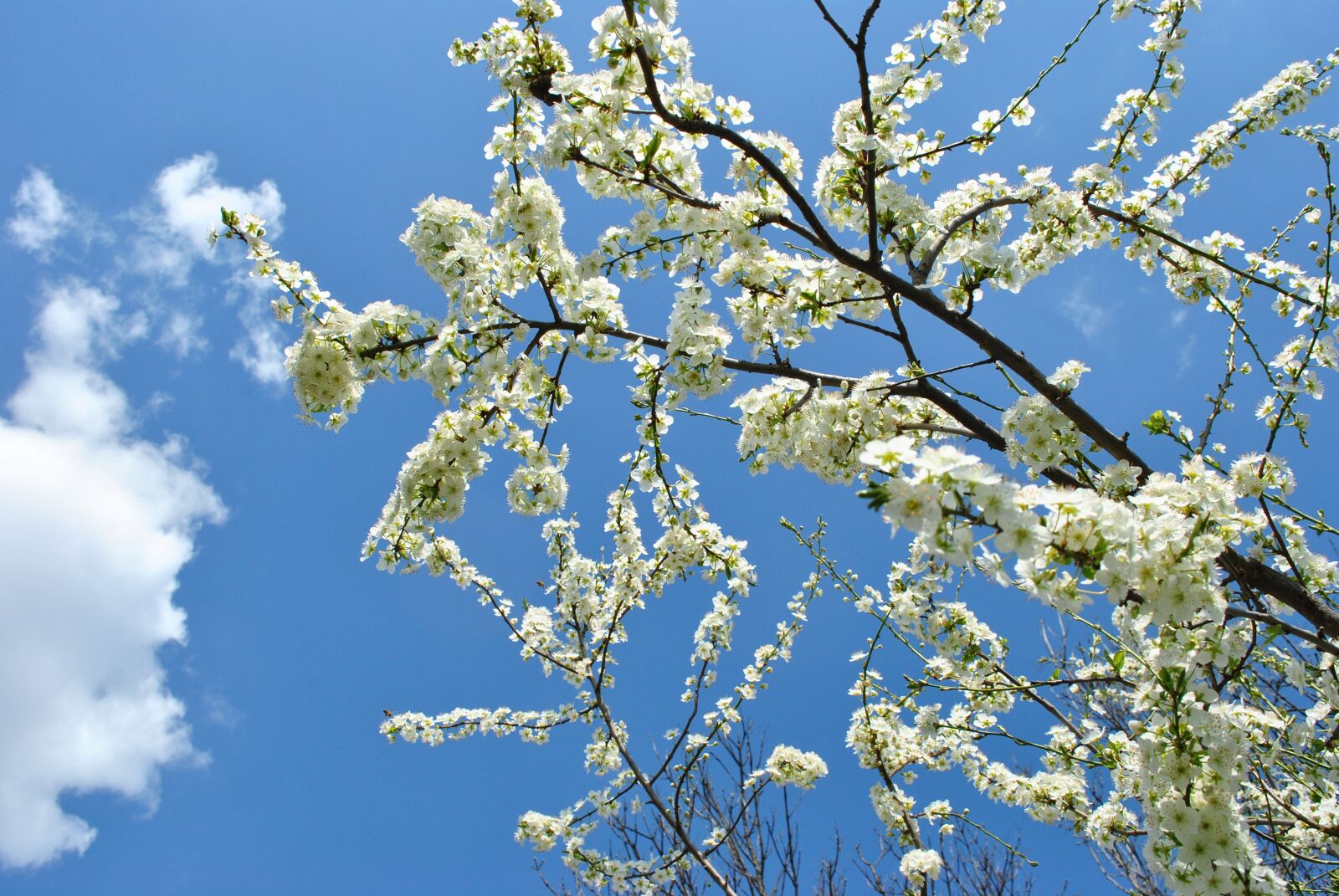 Nikon D3000 sample photo. Nature, bloom, spring photography
