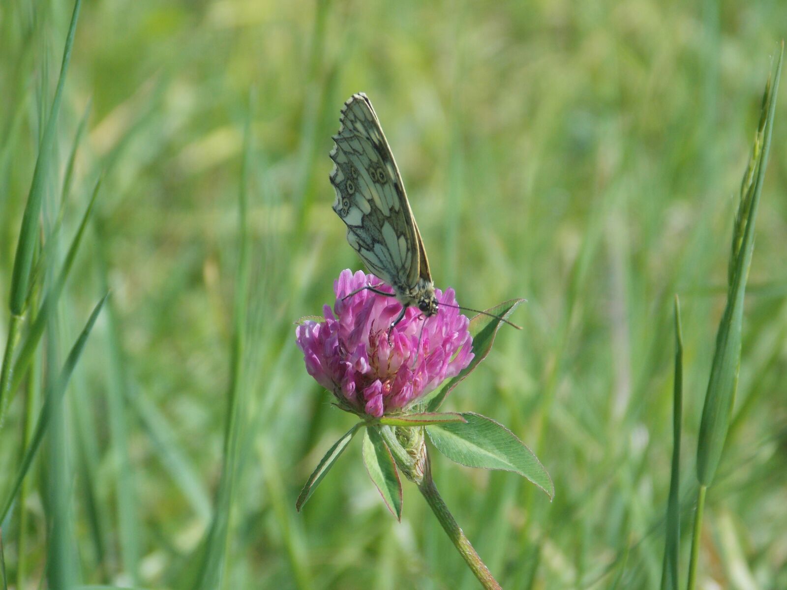 Nikon Coolpix L810 sample photo. Butterfly, flower, grass photography