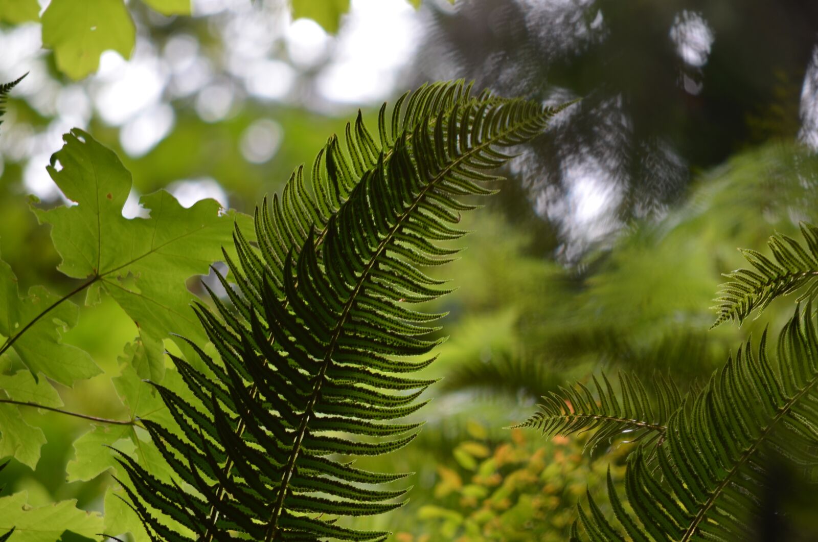 Nikon D5100 sample photo. Fern, forest, nature photography