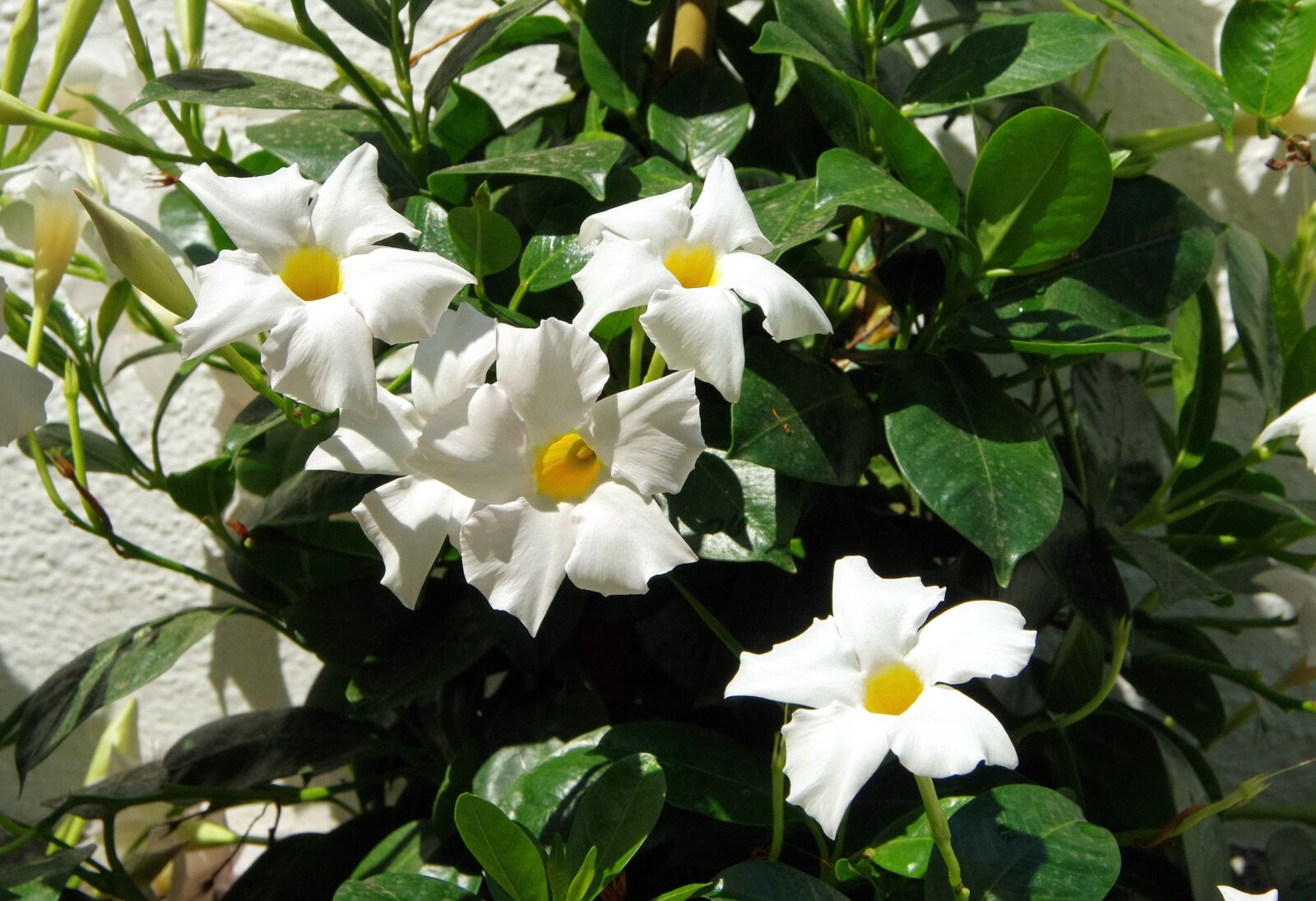 Pentax K-5 sample photo. Mandevilla, mandevilla sanderi, white photography
