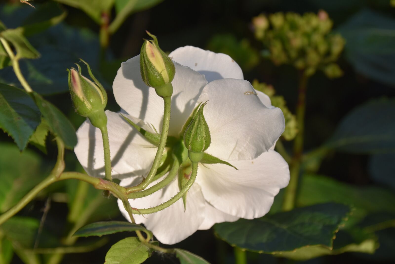 Nikon D5600 sample photo. Pink, rosebuds, white rose photography