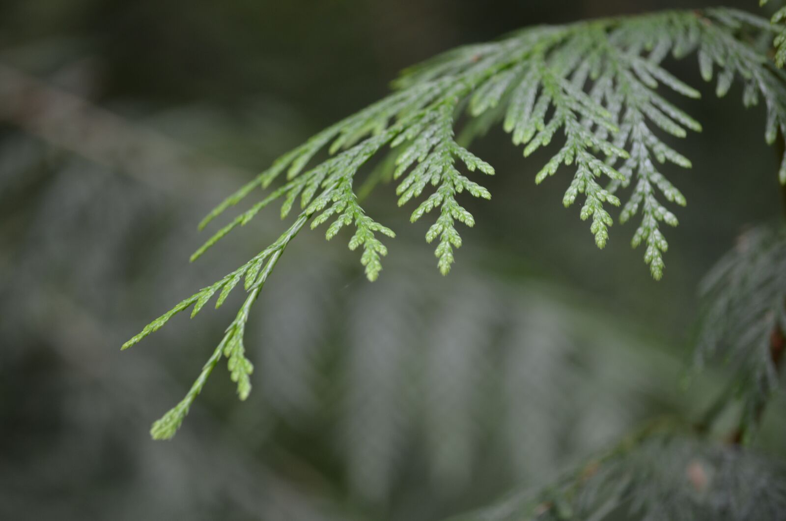 Nikon D5100 sample photo. Cedar, forest, nature photography