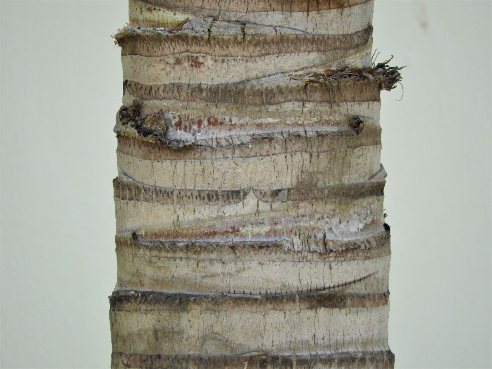Nikon Coolpix P610 sample photo. Bark, tree, texture photography