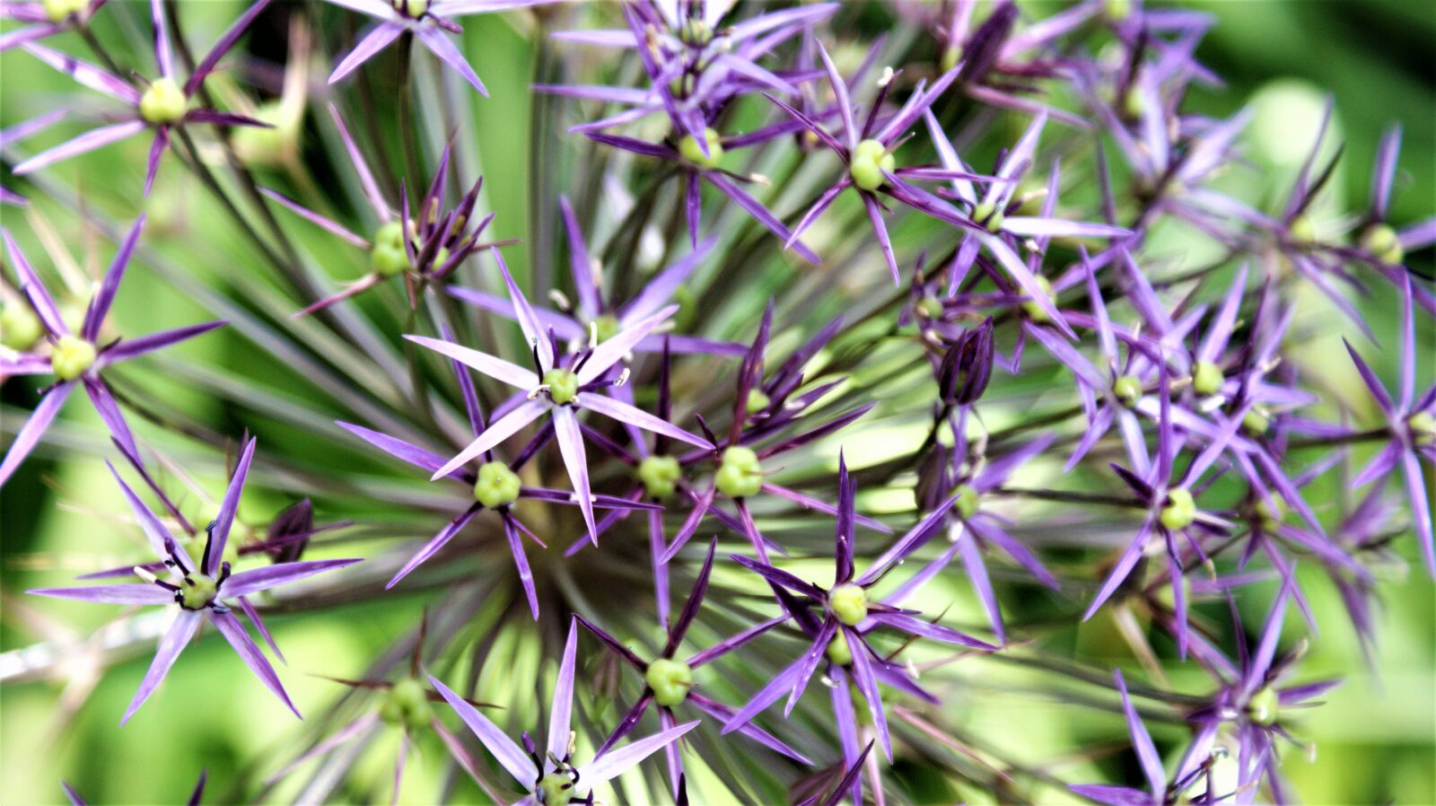 Sony Alpha DSLR-A350 sample photo. Around, ornamental onion, asterisks photography