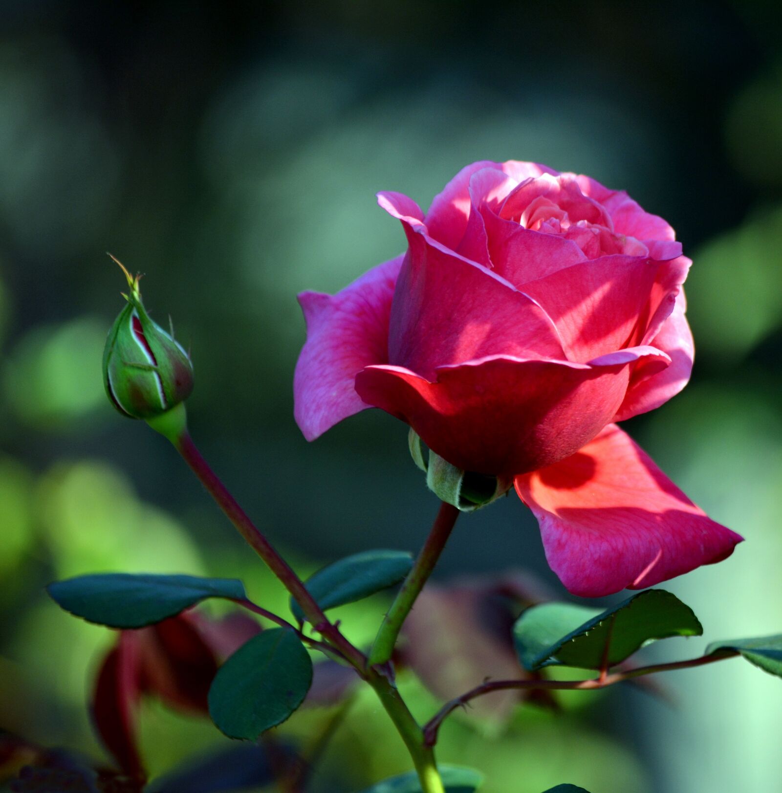 Nikon D5200 sample photo. Pink, garden, color pink photography