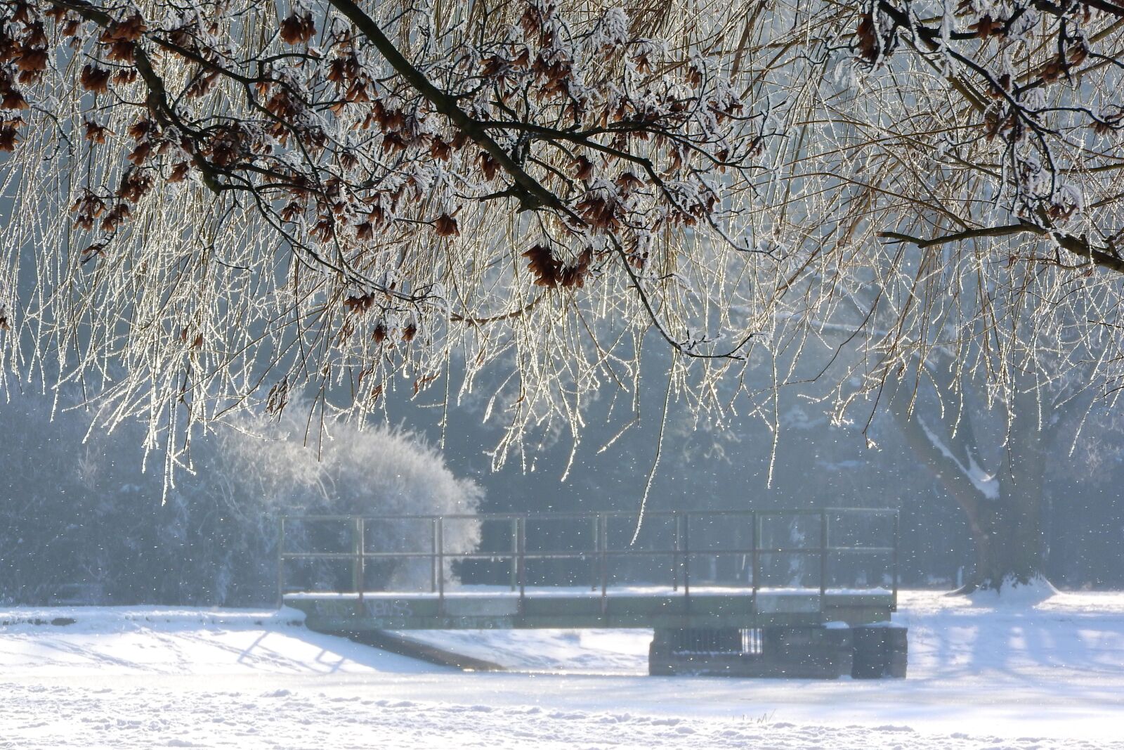 Nikon Coolpix P610 sample photo. Winter, frost, park photography