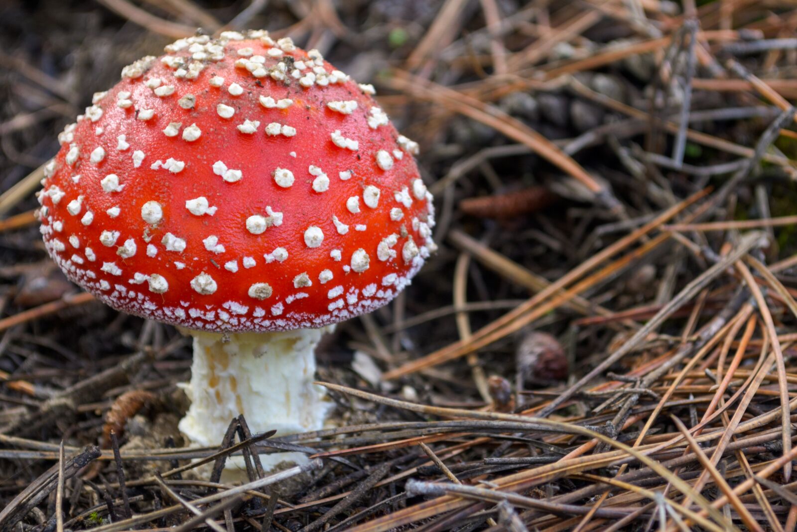 Nikon D3100 sample photo. Amanita, amanita muscaria, mushroom photography